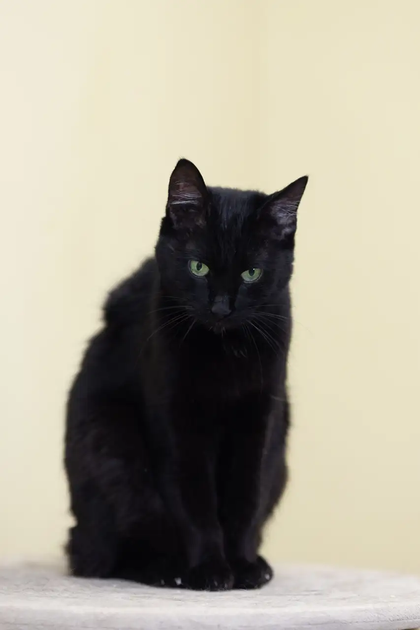 Кошка Багира - фото 5