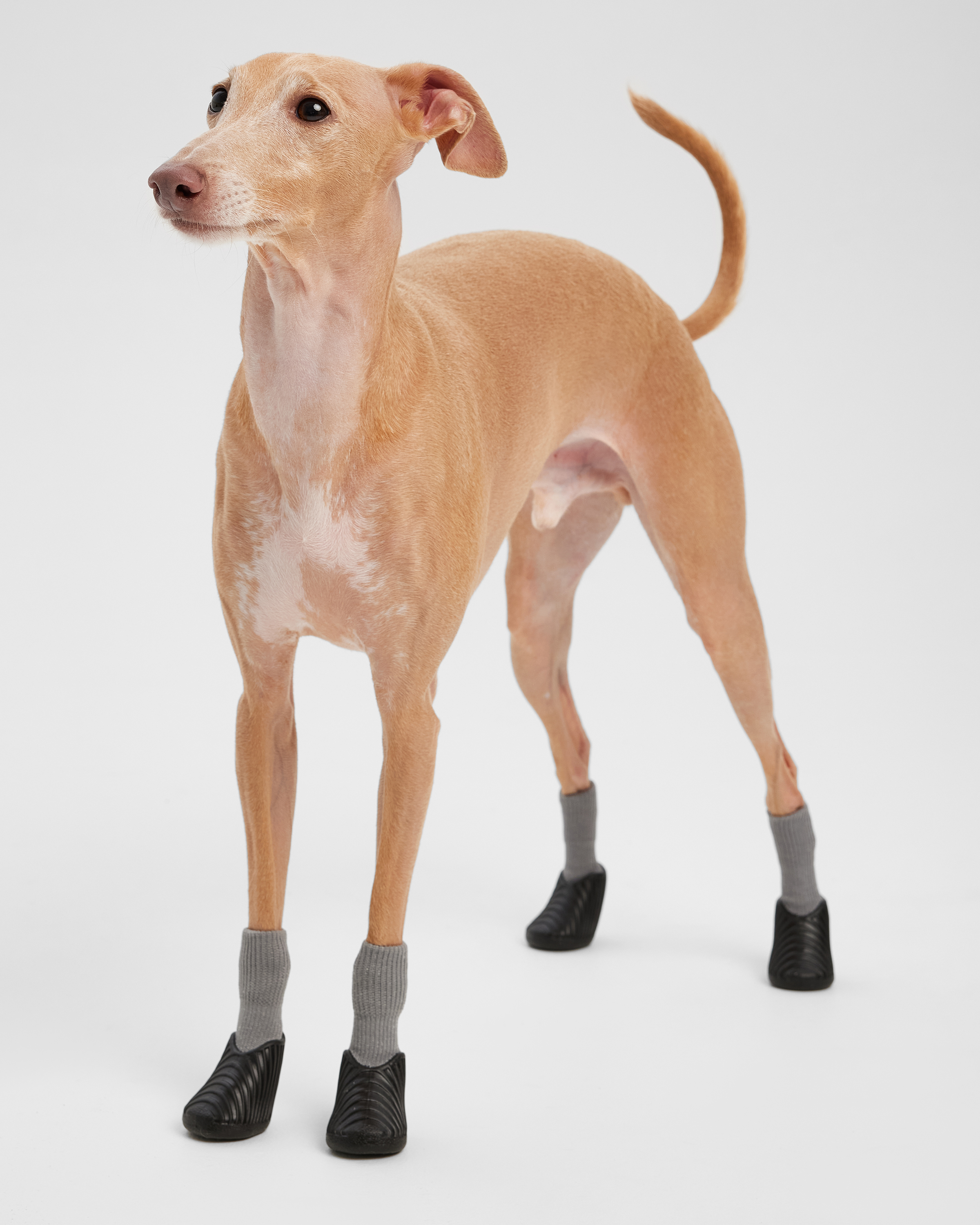 Ботинки для собак Зоозавр 4 шт - фото 1