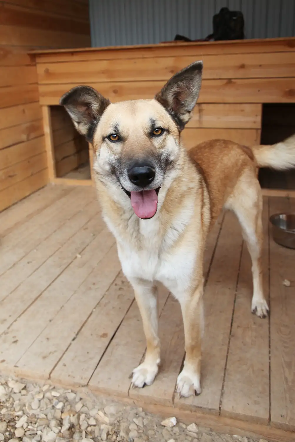 Собака Ник - фото 5