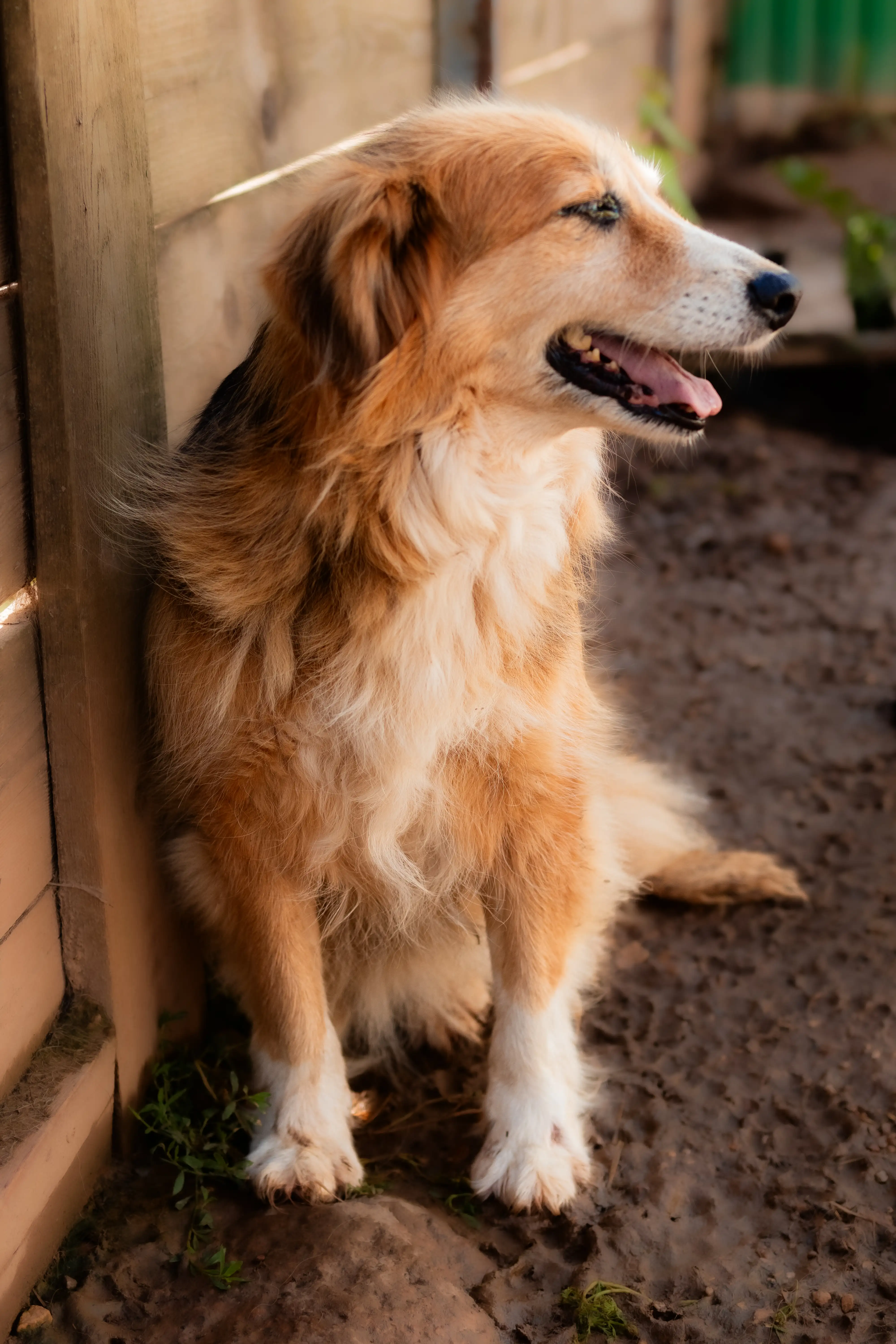 Собака Макарена - фото 4