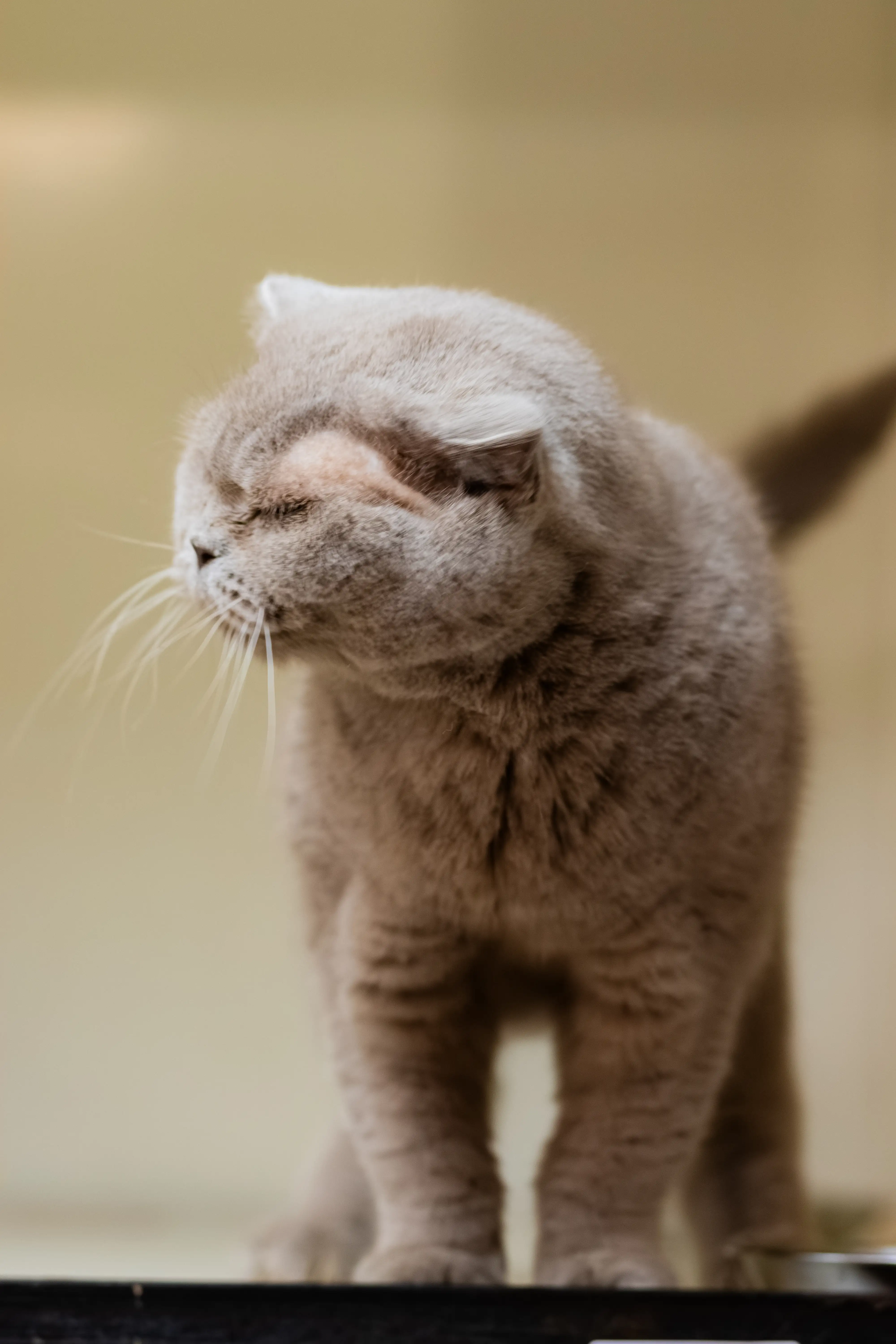 Кошка Шеба - фото 5