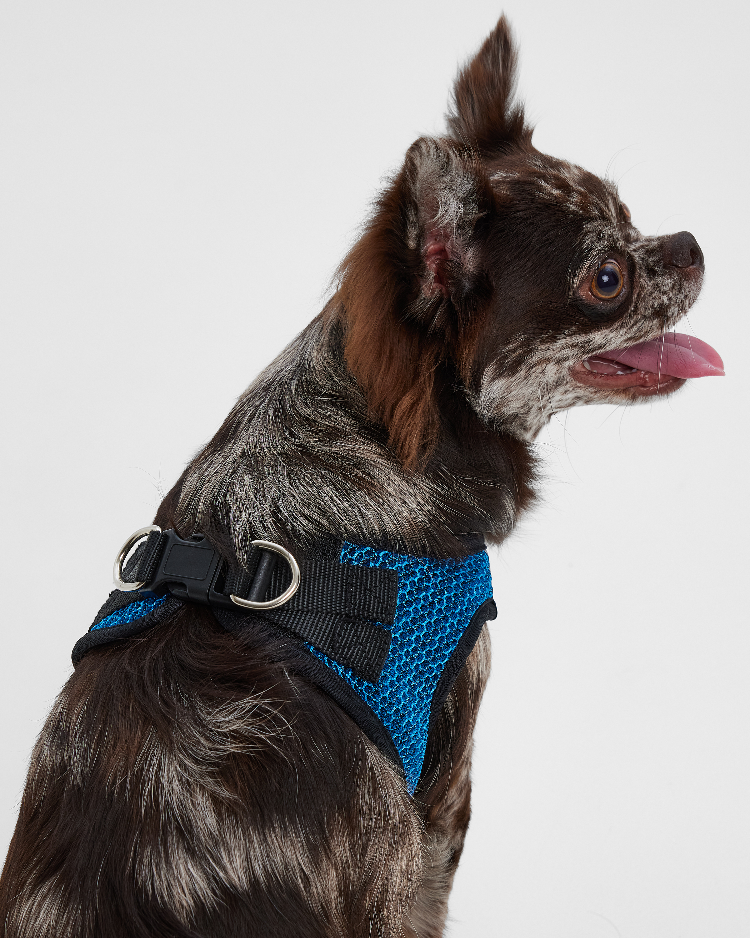 Шлейка-жилетка для собак Barbaks синяя сетка M 18*42-48см полиэстер - фото 1