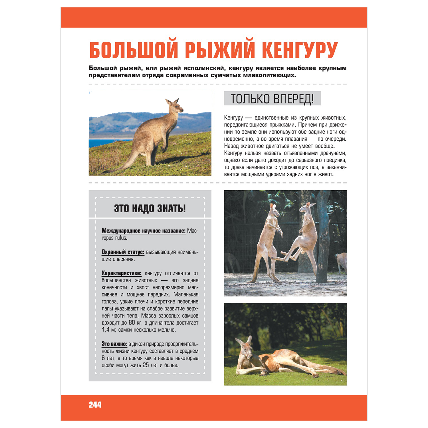 Энциклопедия АСТ Я знаю всё гигантская детская энциклопедия - фото 12