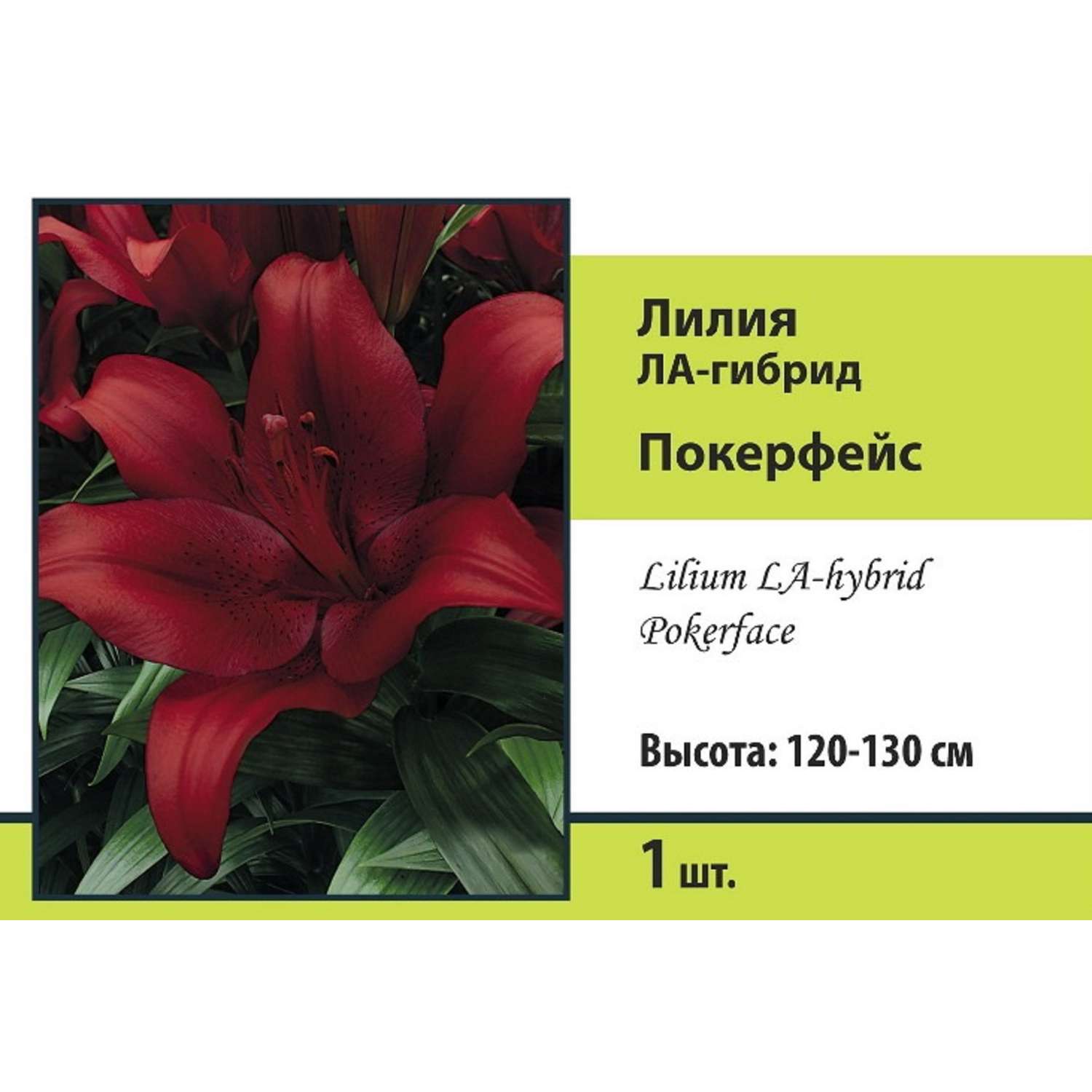 Лилия ПОИСК Покерфейс 1шт - фото 1