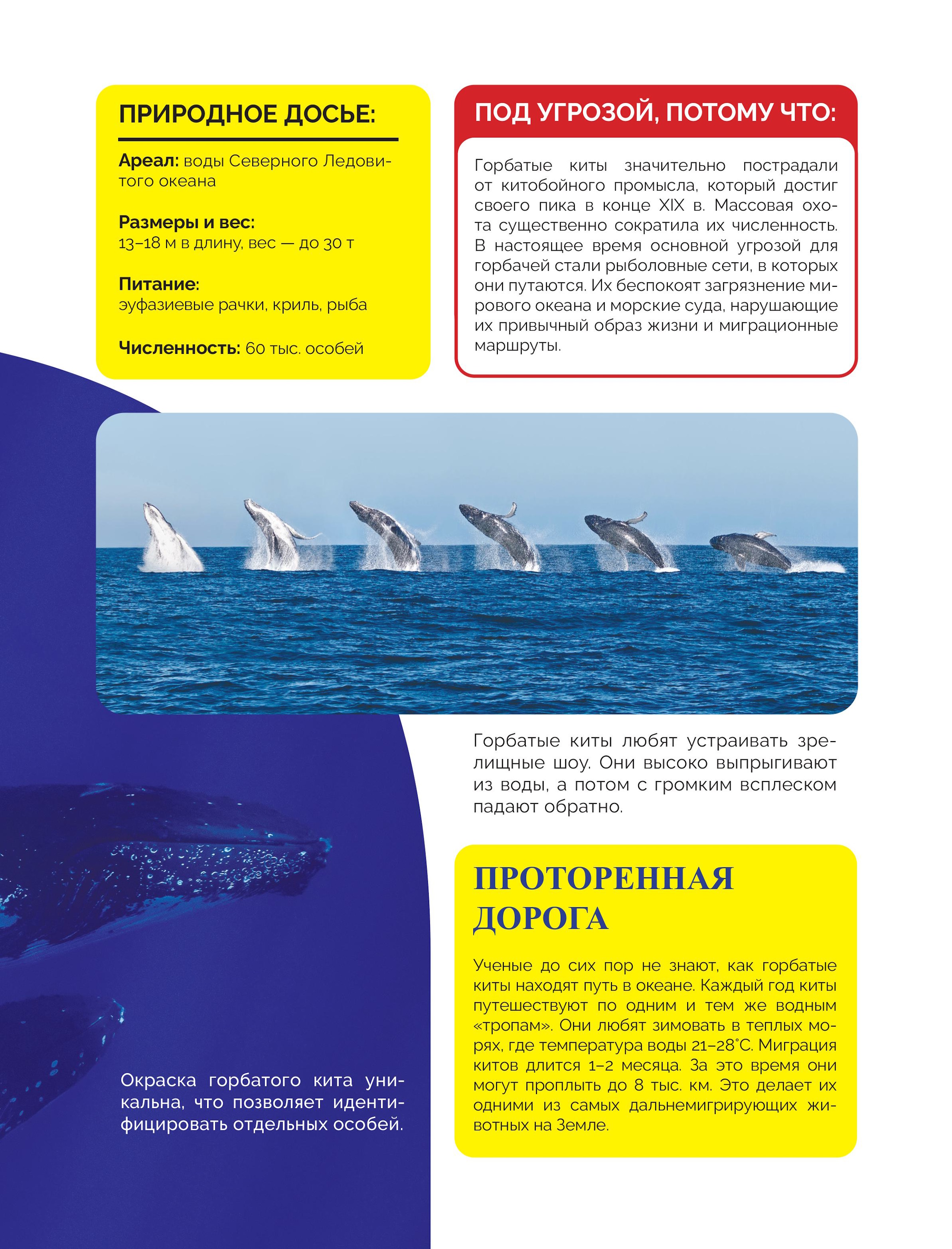 Книга Эксмо Красная книга России От Байкала - фото 6