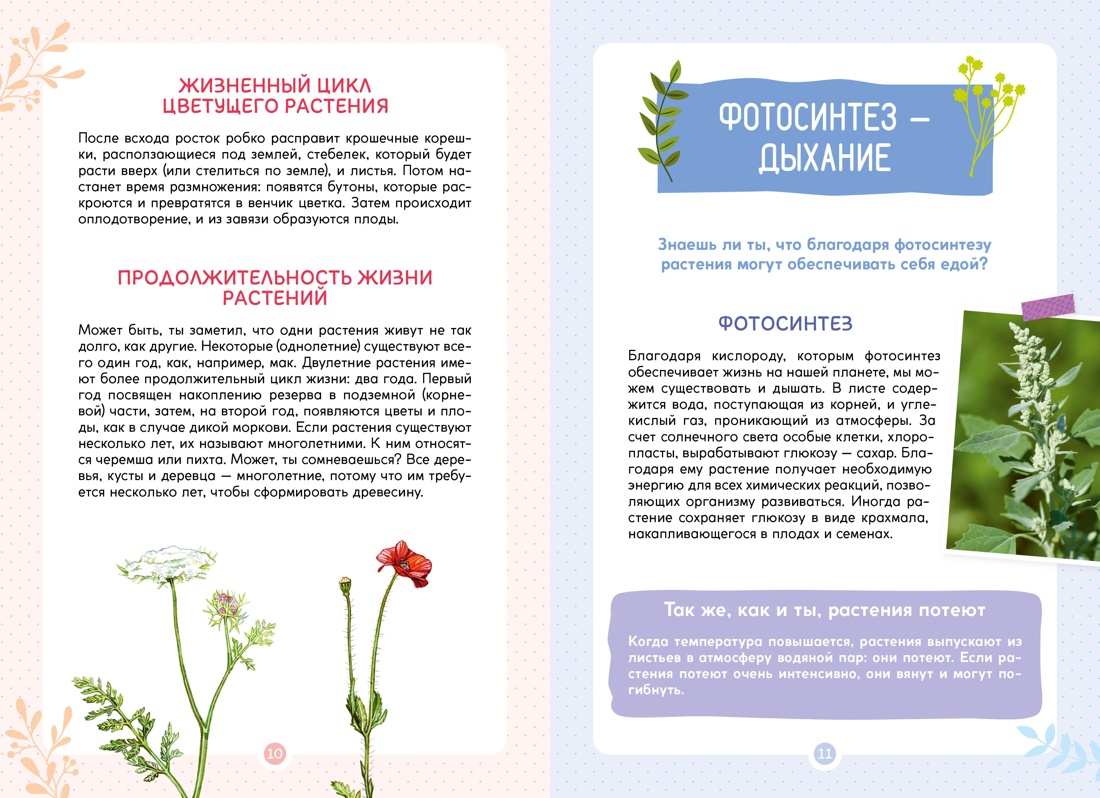 Книга Махаон Франсуа Куплан , Роберт Каплан. Растения вокруг нас - фото 4