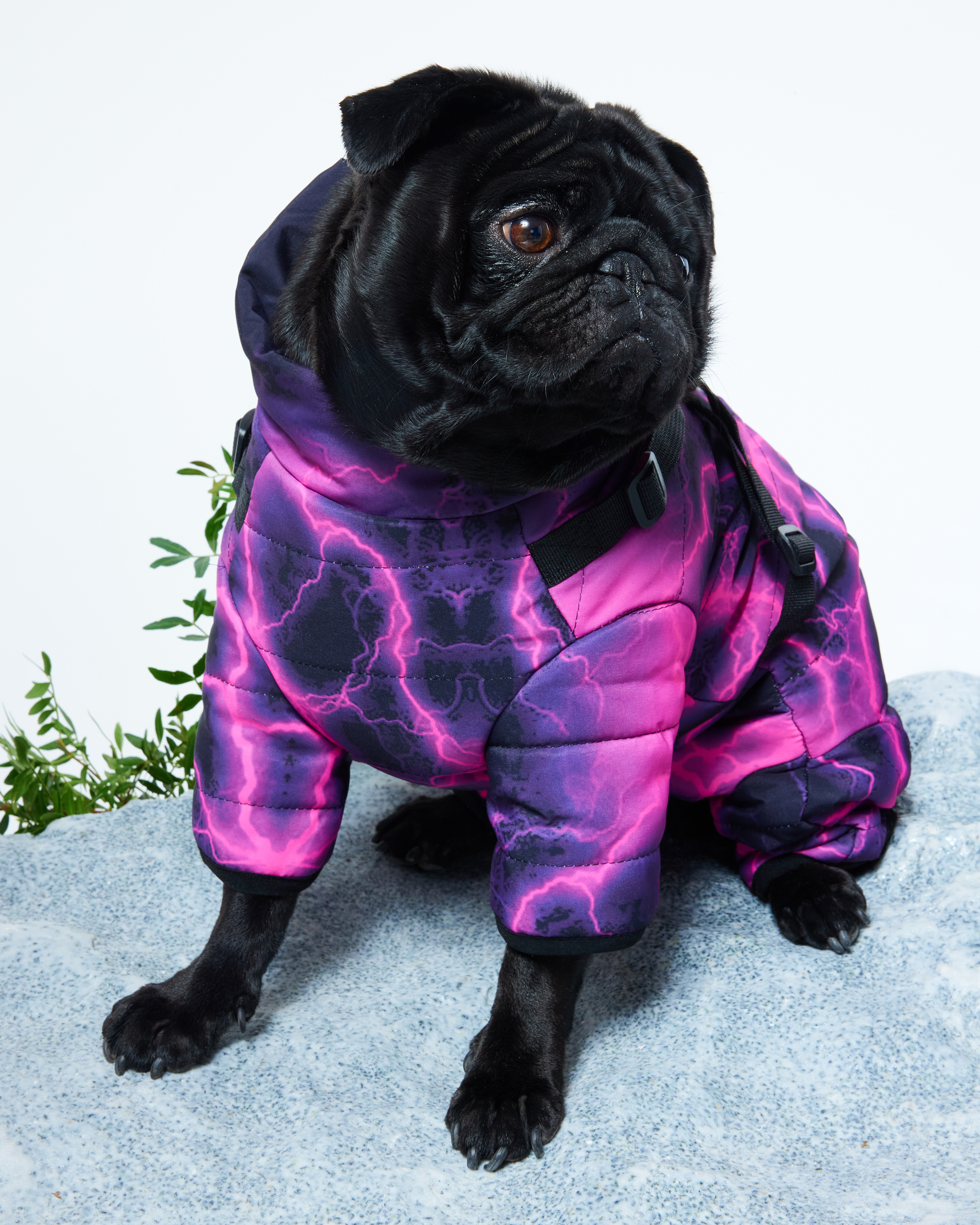 Комбинезон для собак и кошек Зоозавр - фото 1