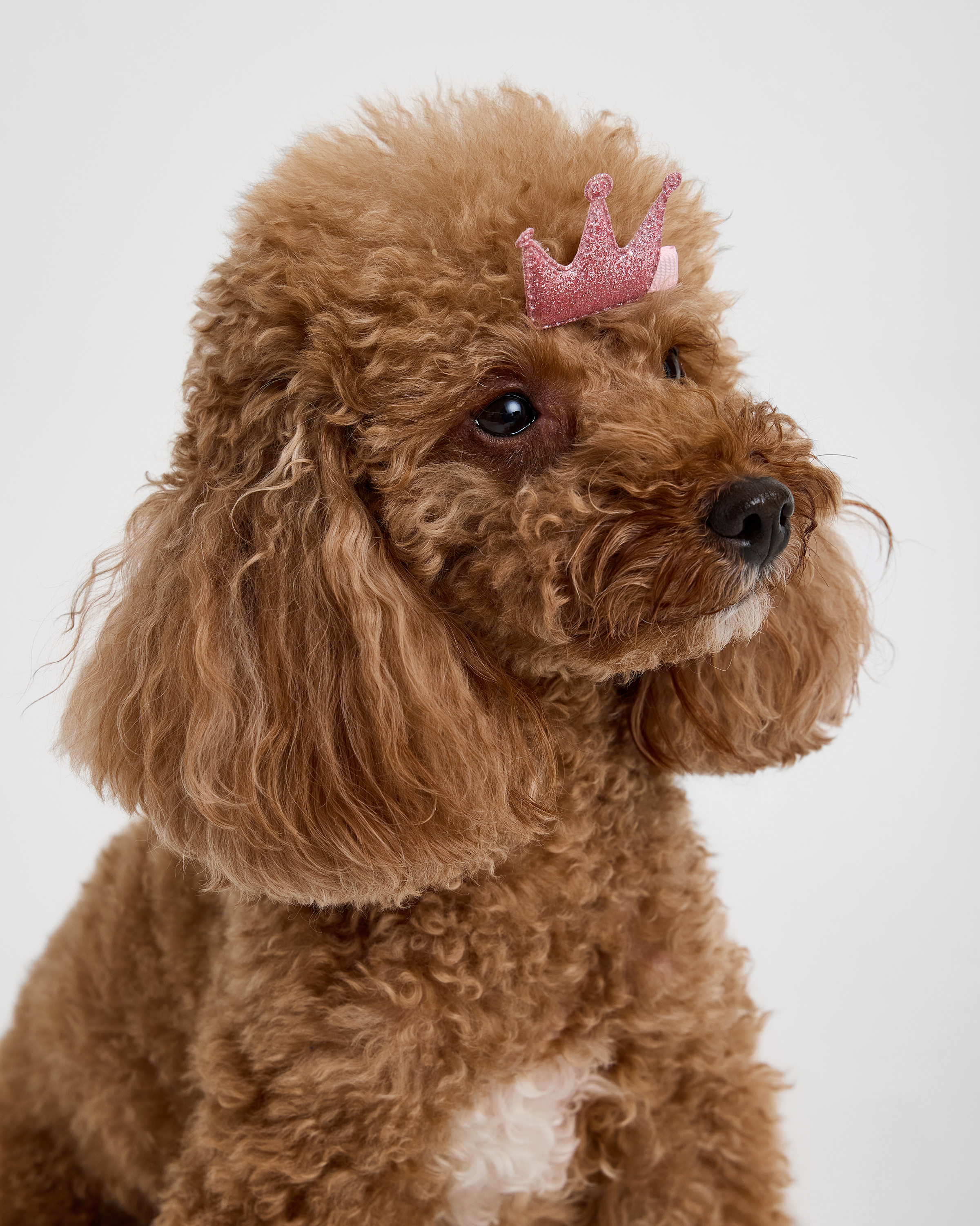 Заколки для собак и кошек Зоозавр - фото 1