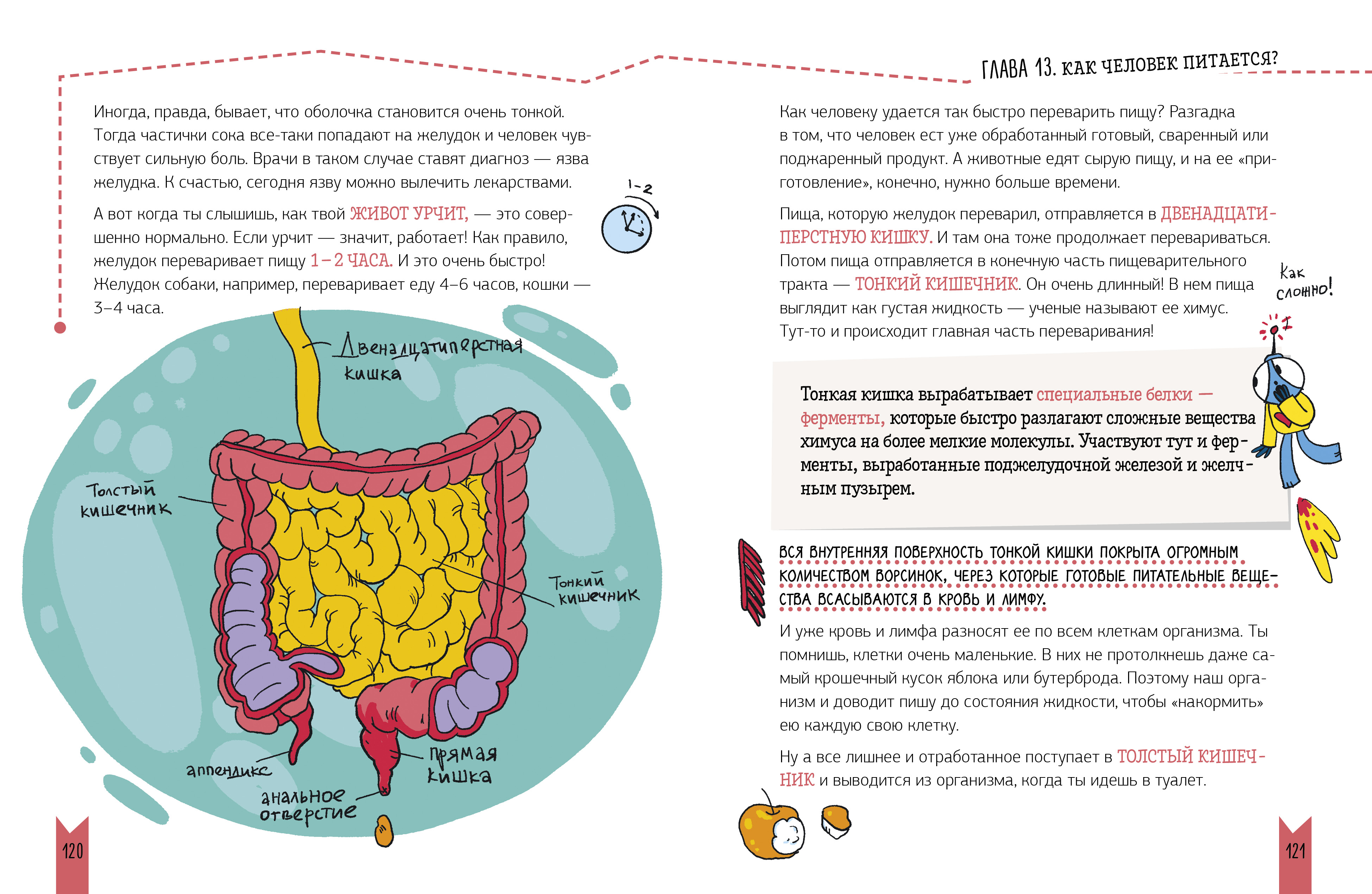 Этому в школе не научат! Clever Реальная биология. Как устроено тело человека - фото 5