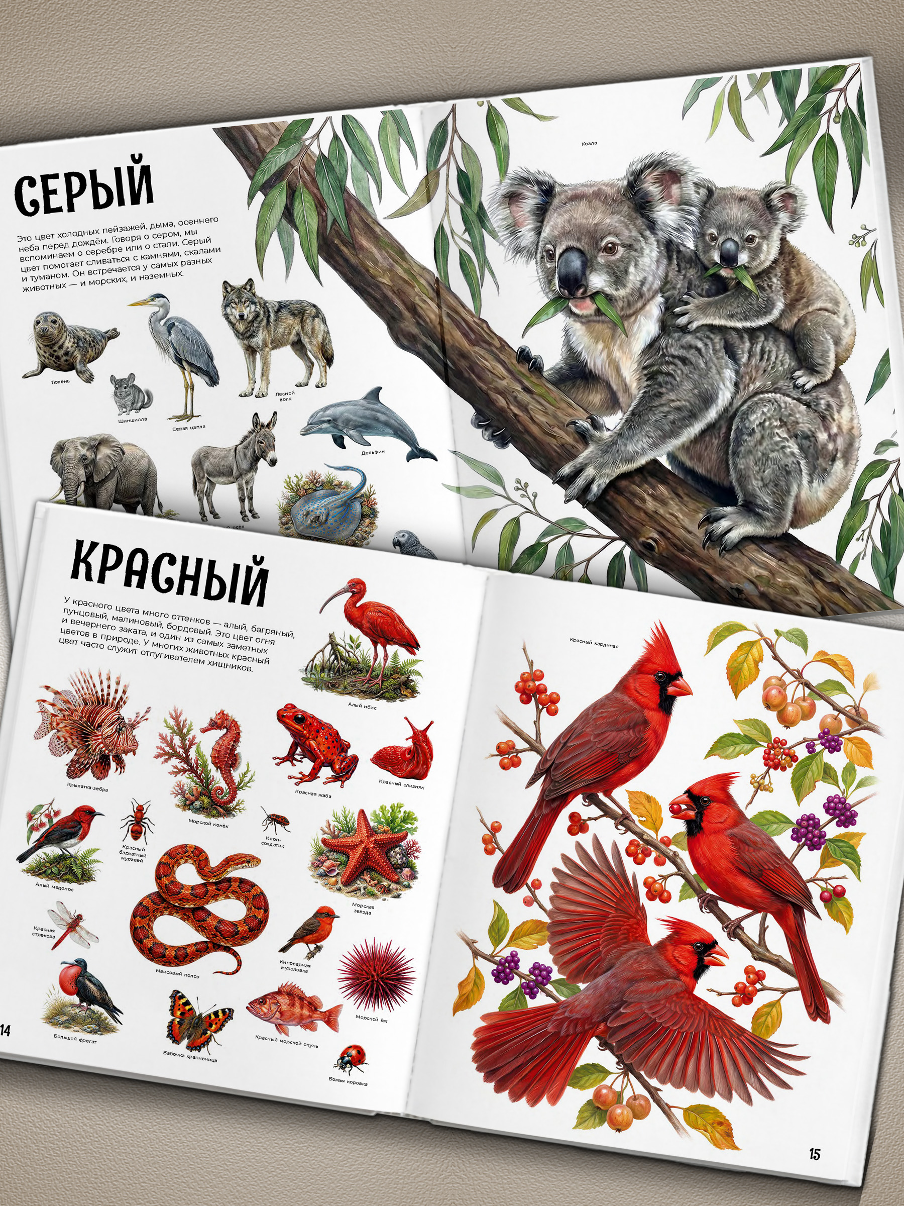 Первая книга Малыша Premiere Publishing энциклопедия гигантская - фото 5