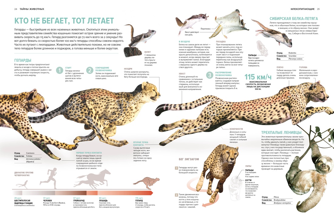Книга Махаон Бертонатти К. Перейра Х. А. Тайны животных - фото 10