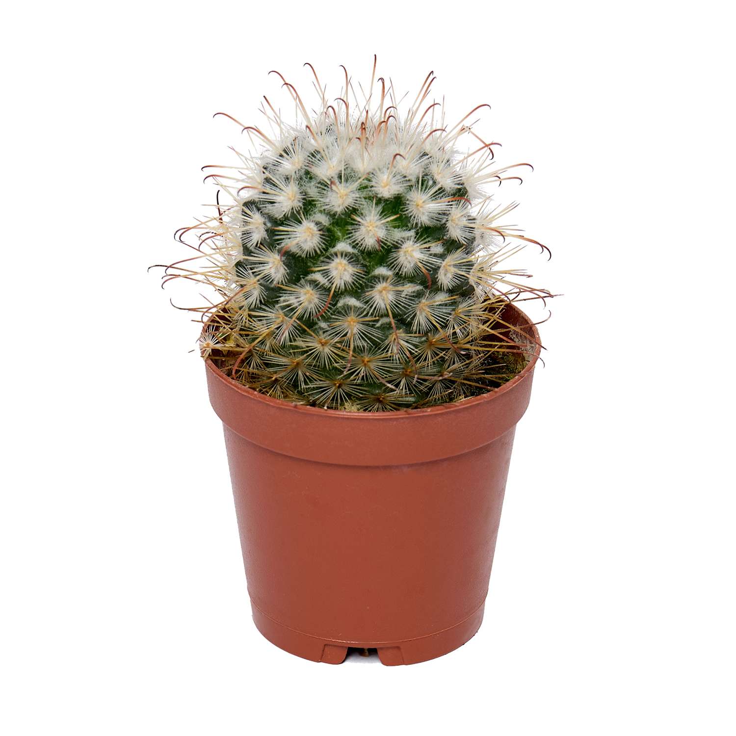 Растение ЕТК Суккуленты D5.5 в ассортименте - фото 28