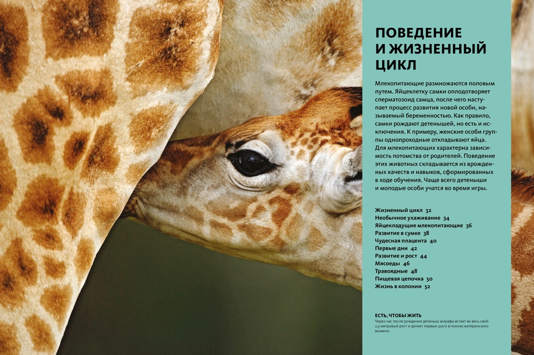 Книга Махаон Бертонатти К. Перейра Х. А. Тайны животных - фото 12