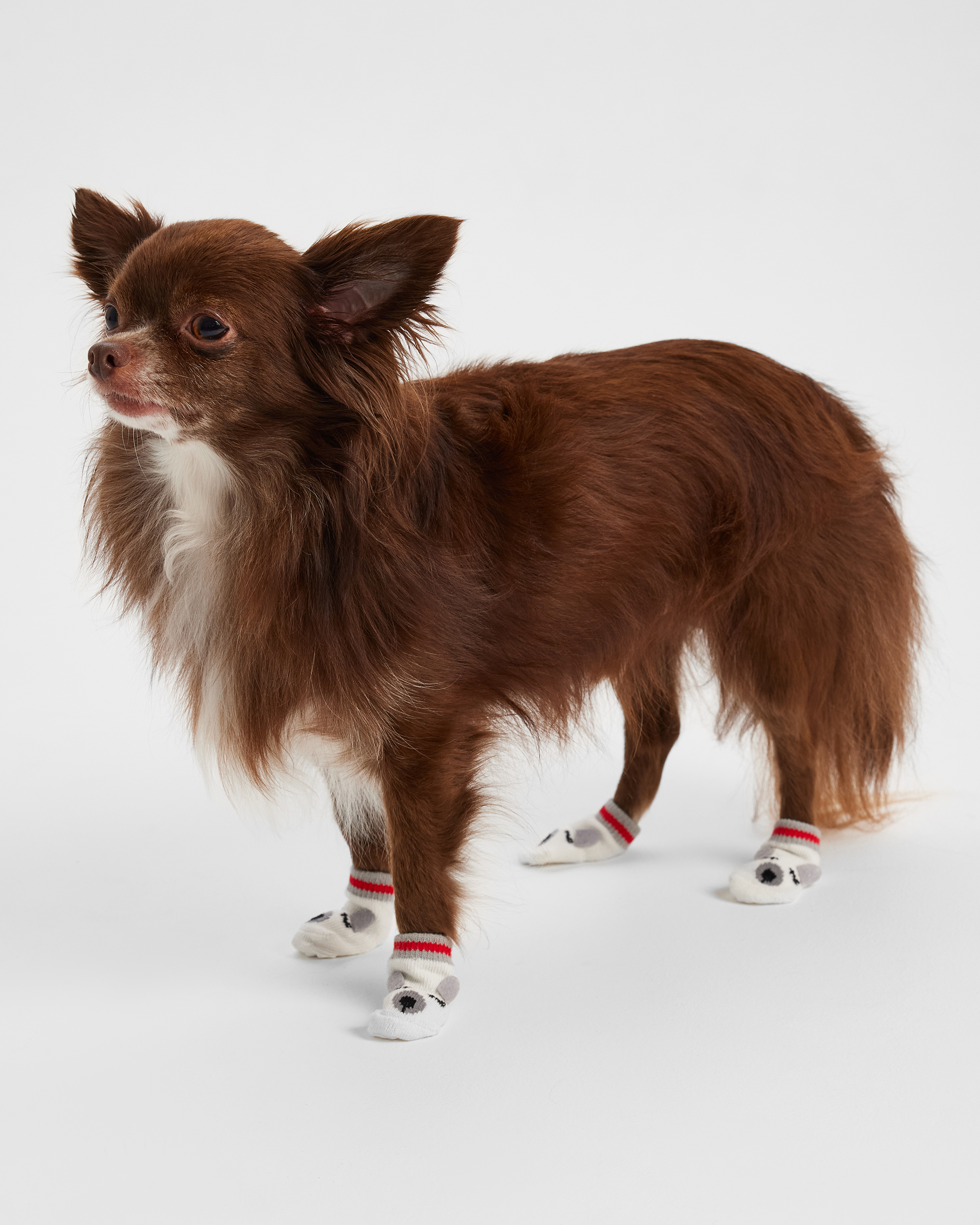 Носочки для собак и кошек Зоозавр 4 шт - фото 7