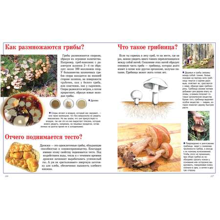 Книга Харвест Детская энциклопедия Почему? Отчего? Книга для детей