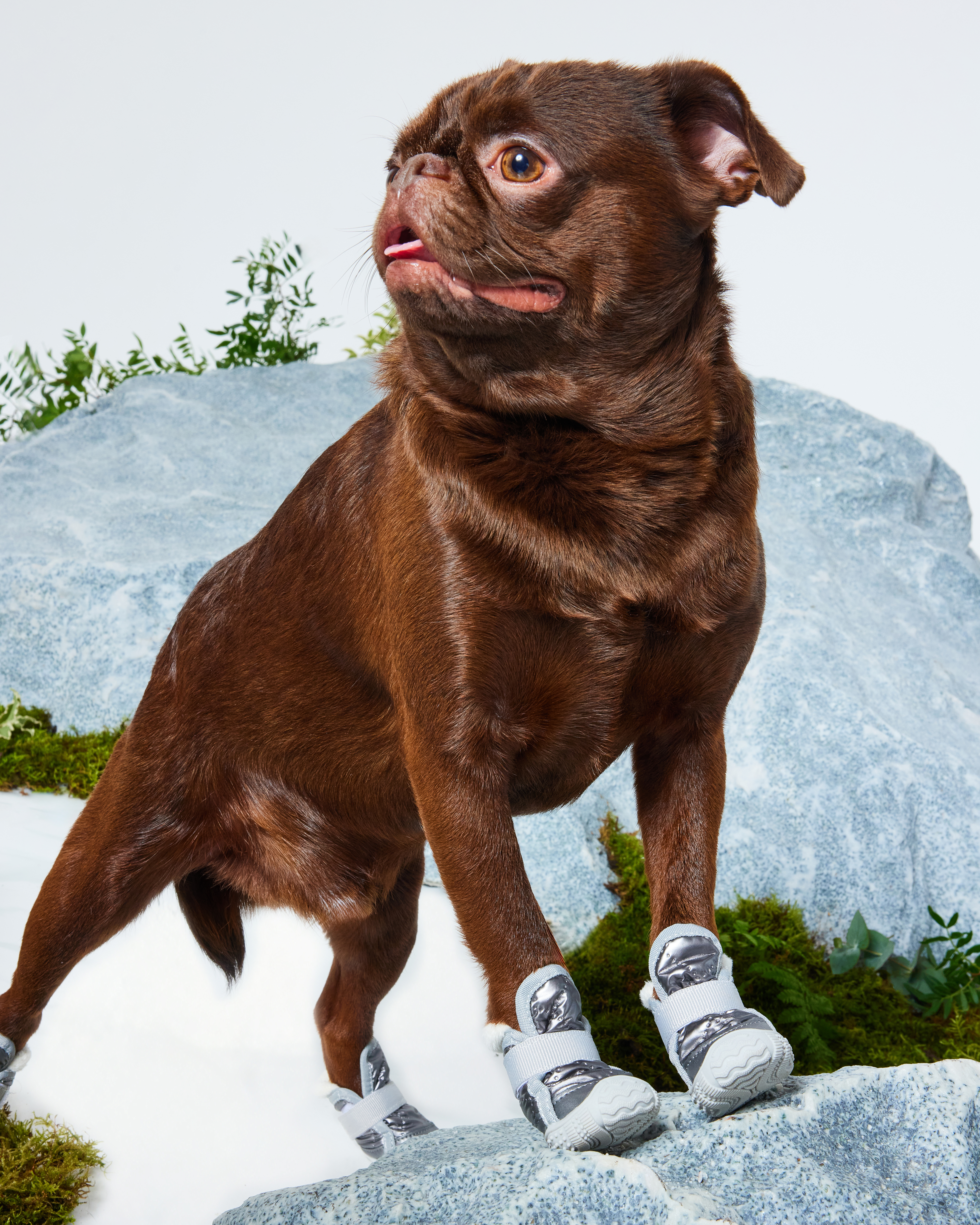 Ботинки для собак Зоозавр 4 шт - фото 9