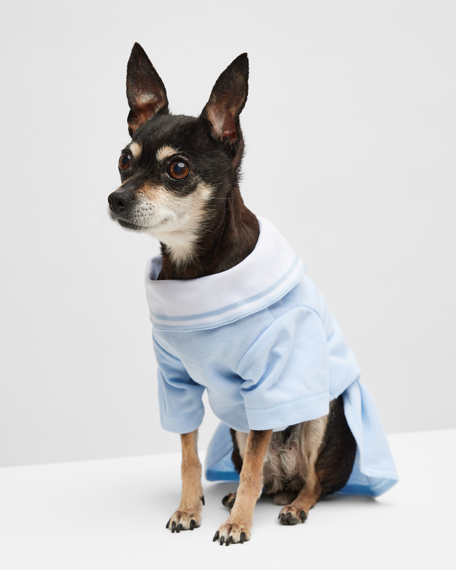 Платье-поло для собак и кошек Зоозавр - фото 1