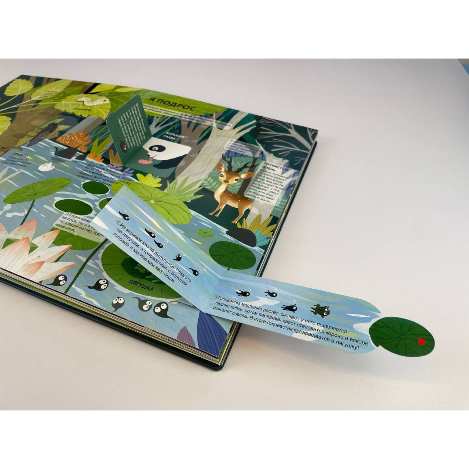 Книга Эксмо Удивительные животные Большая 3D энциклопедия - фото 7