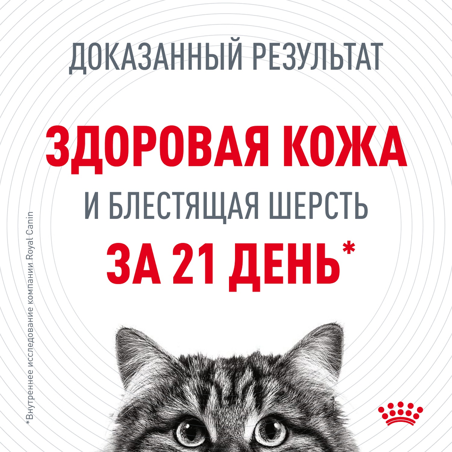 Корм для кошек Royal Canin 85г Hair and skin для поддержания здоровья кожи и красоты шерсти тонкие ломтики в желе - фото 3