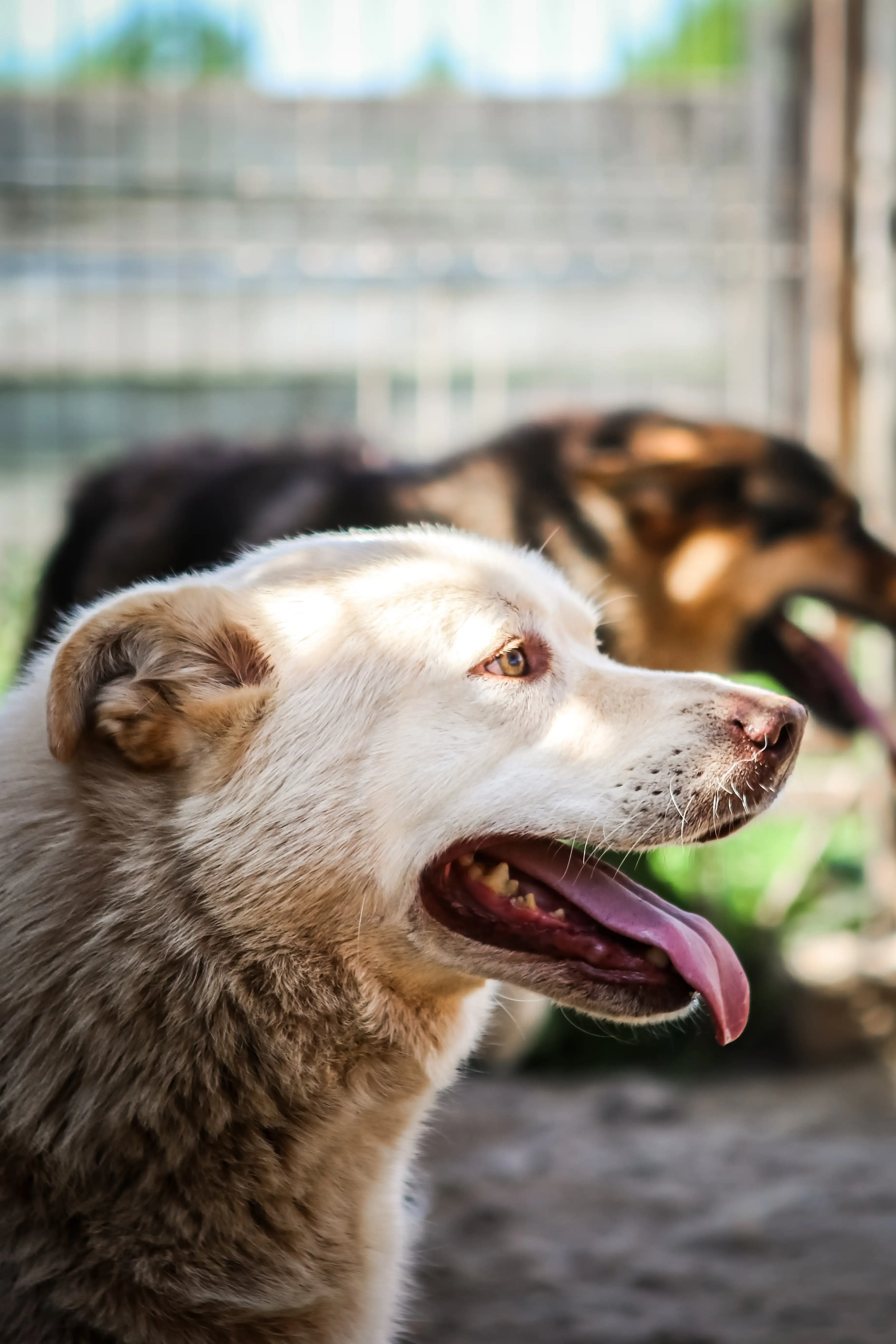 Собака Стив Мартин - фото 2