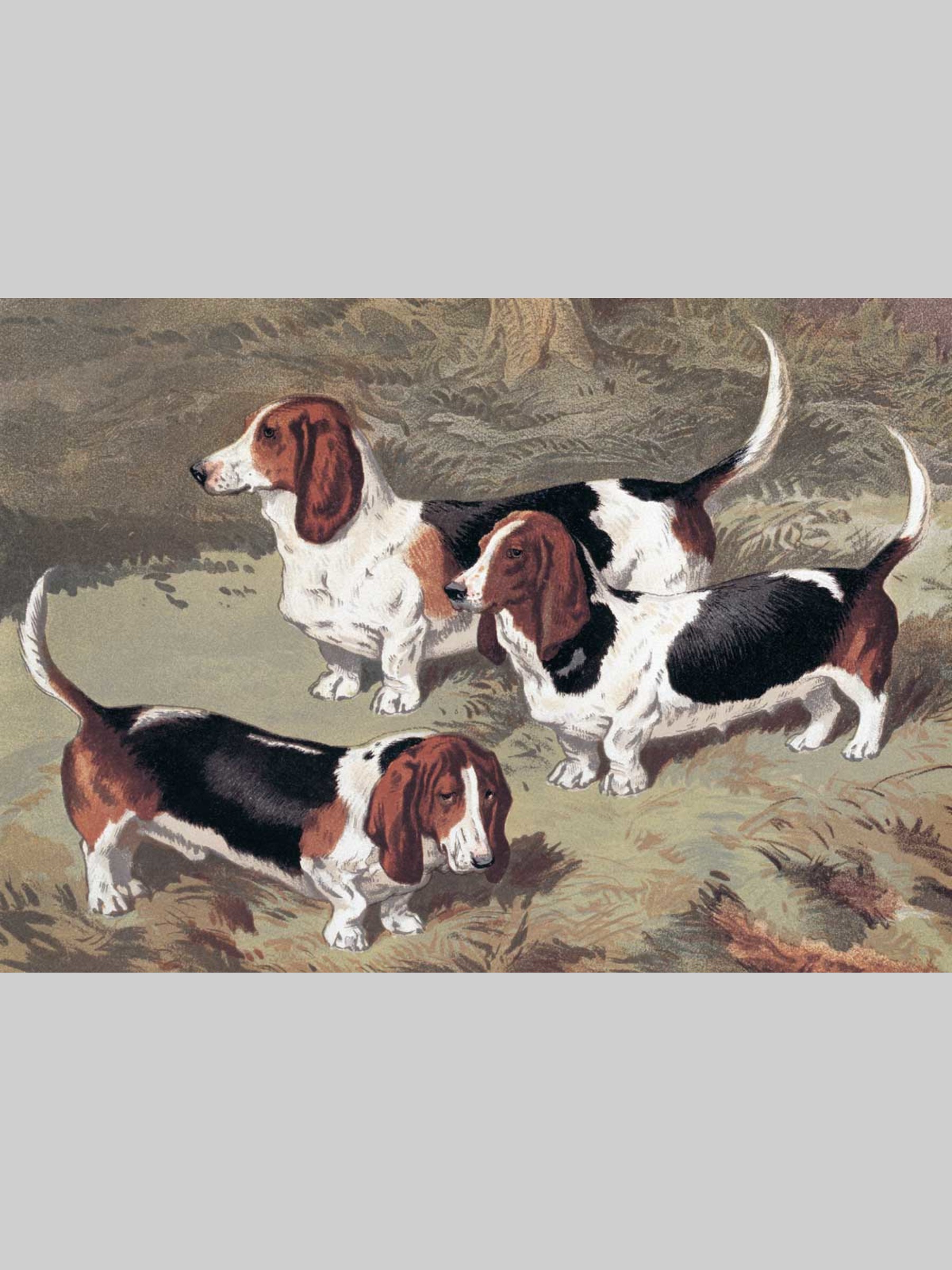 Набор открыток Белый город Собаки - фото 3