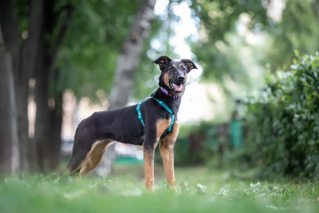 Собака Унта - фото 2