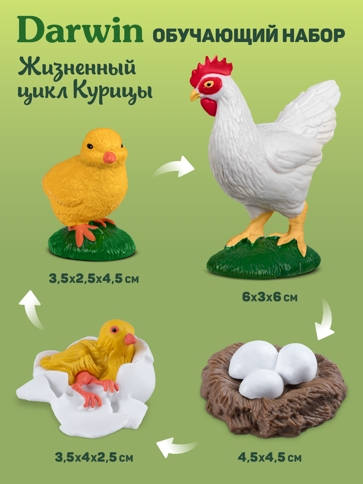 Игровой набор DARWIN Животные Курица - фото 3