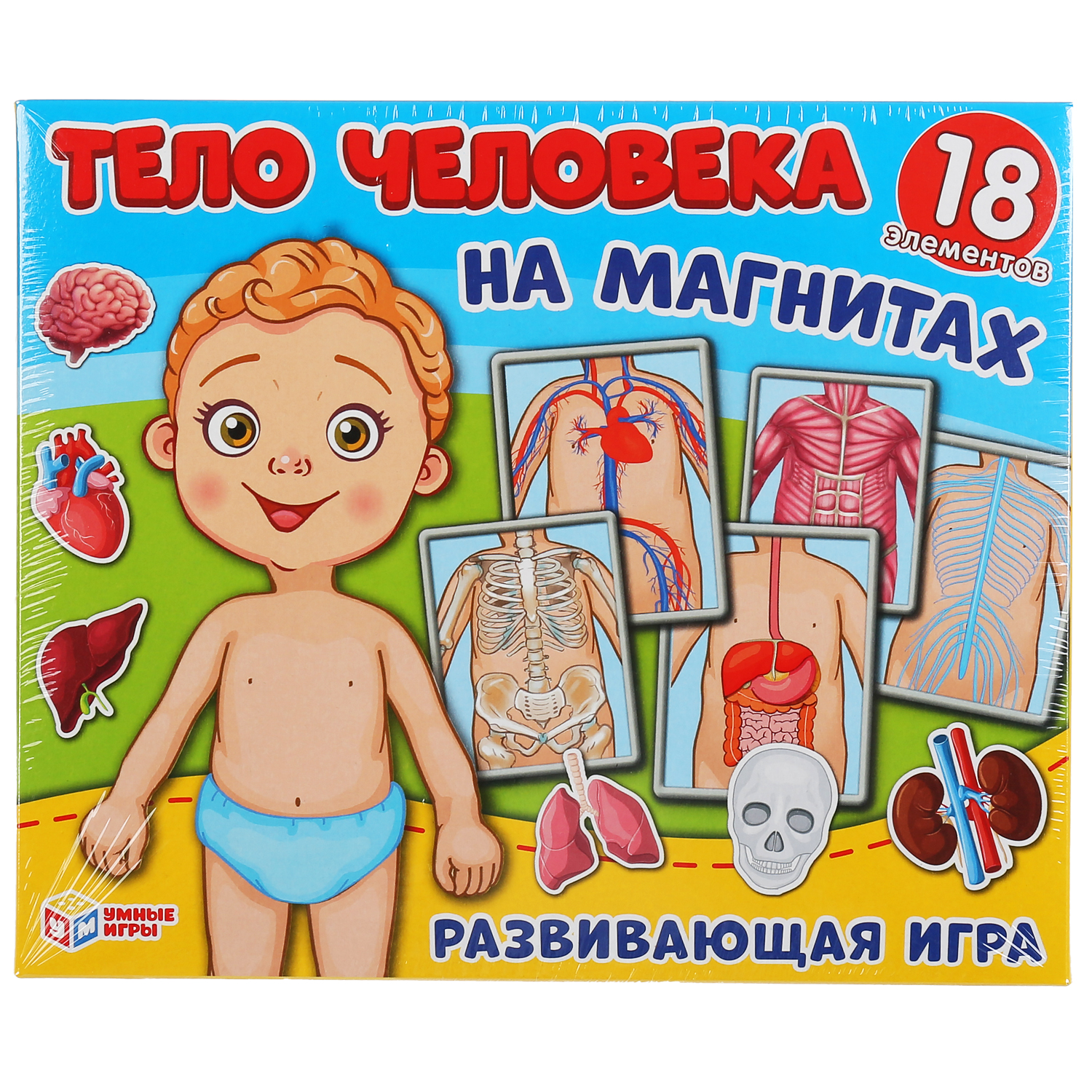 Настольная игра Умные игры Тело человека Одень куклу - фото 1