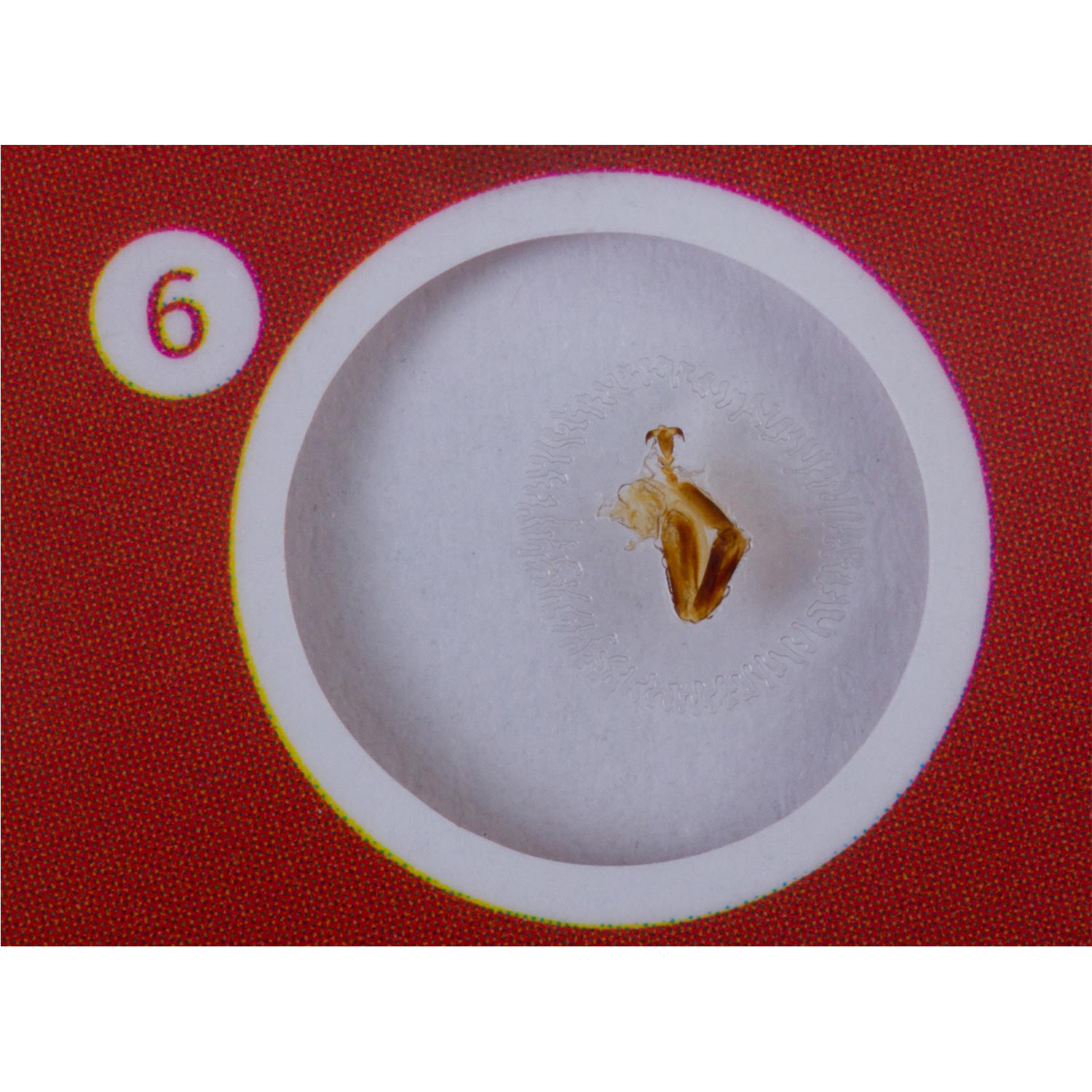 Наглядное пособие Levenhuk - фото 5