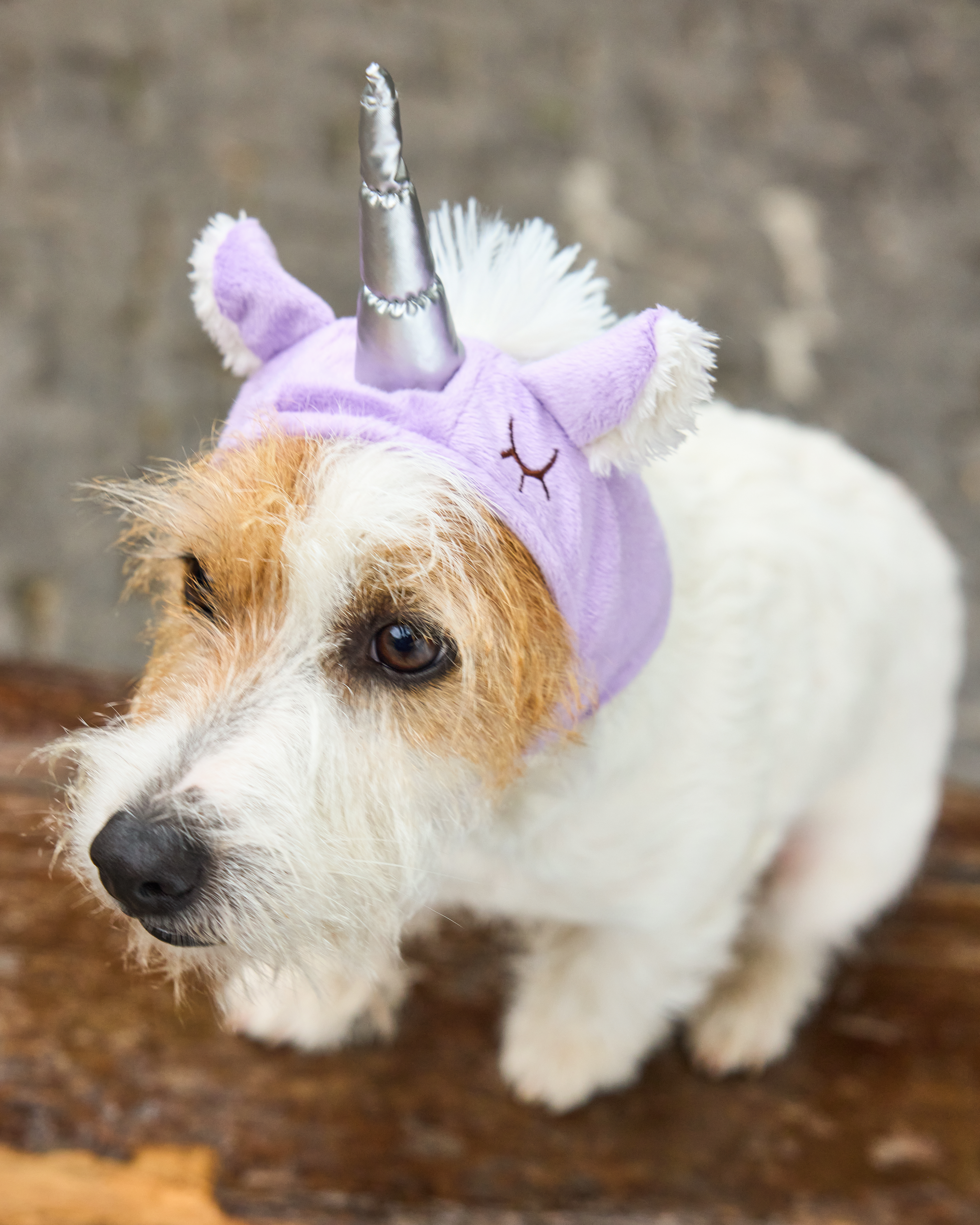 Шапка для собак и кошек Зоозавр - фото 10