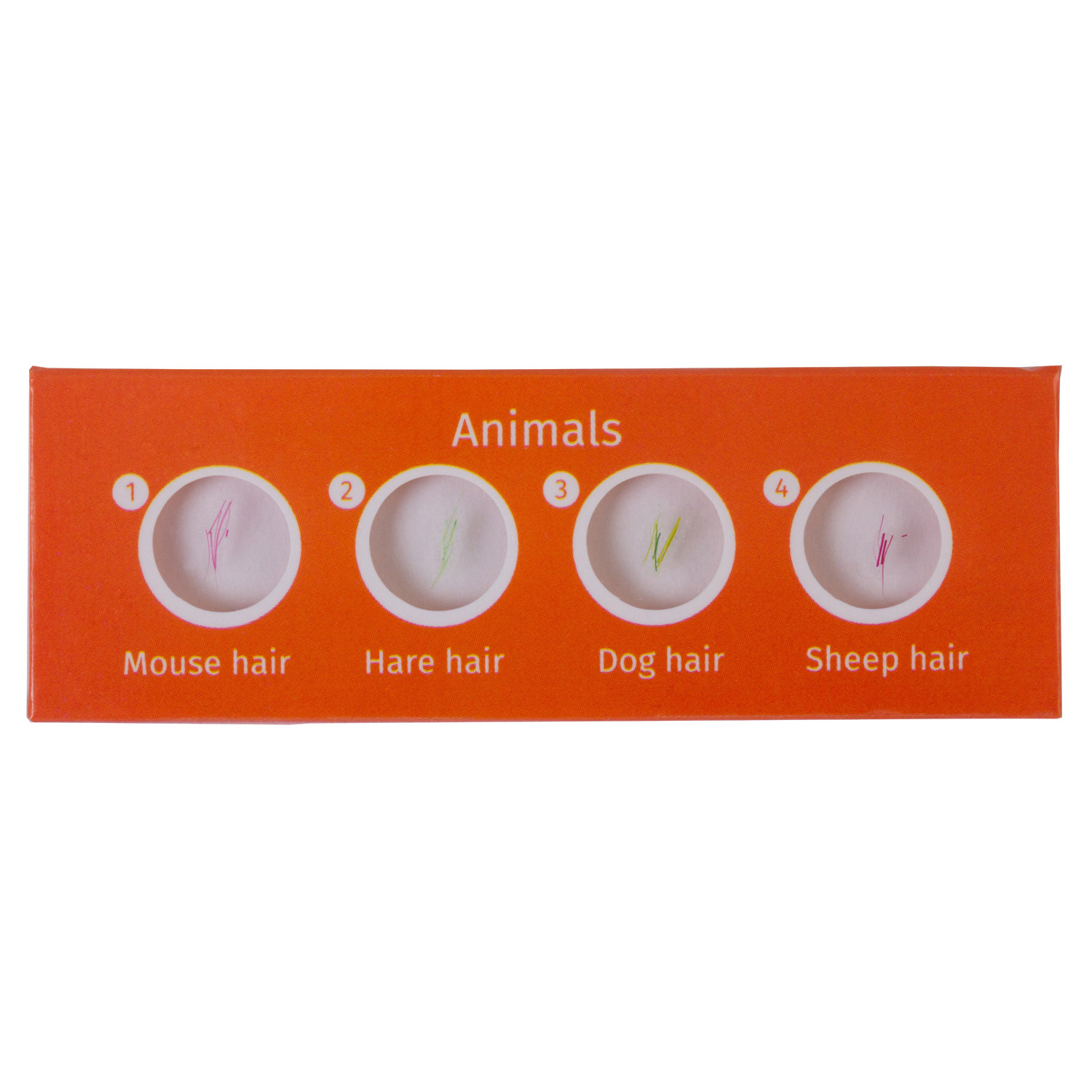 Наглядное пособие Levenhuk - фото 2