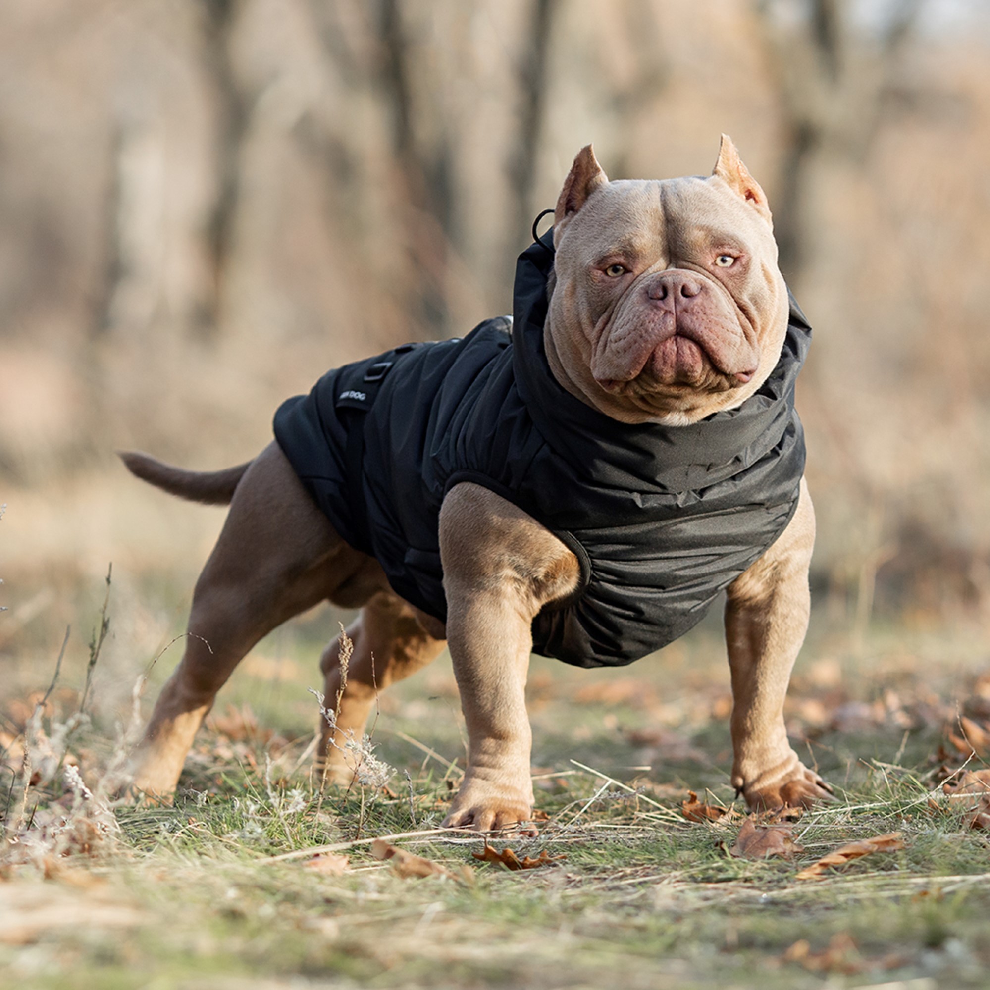 Жилет для собак Rain Dog - фото 2