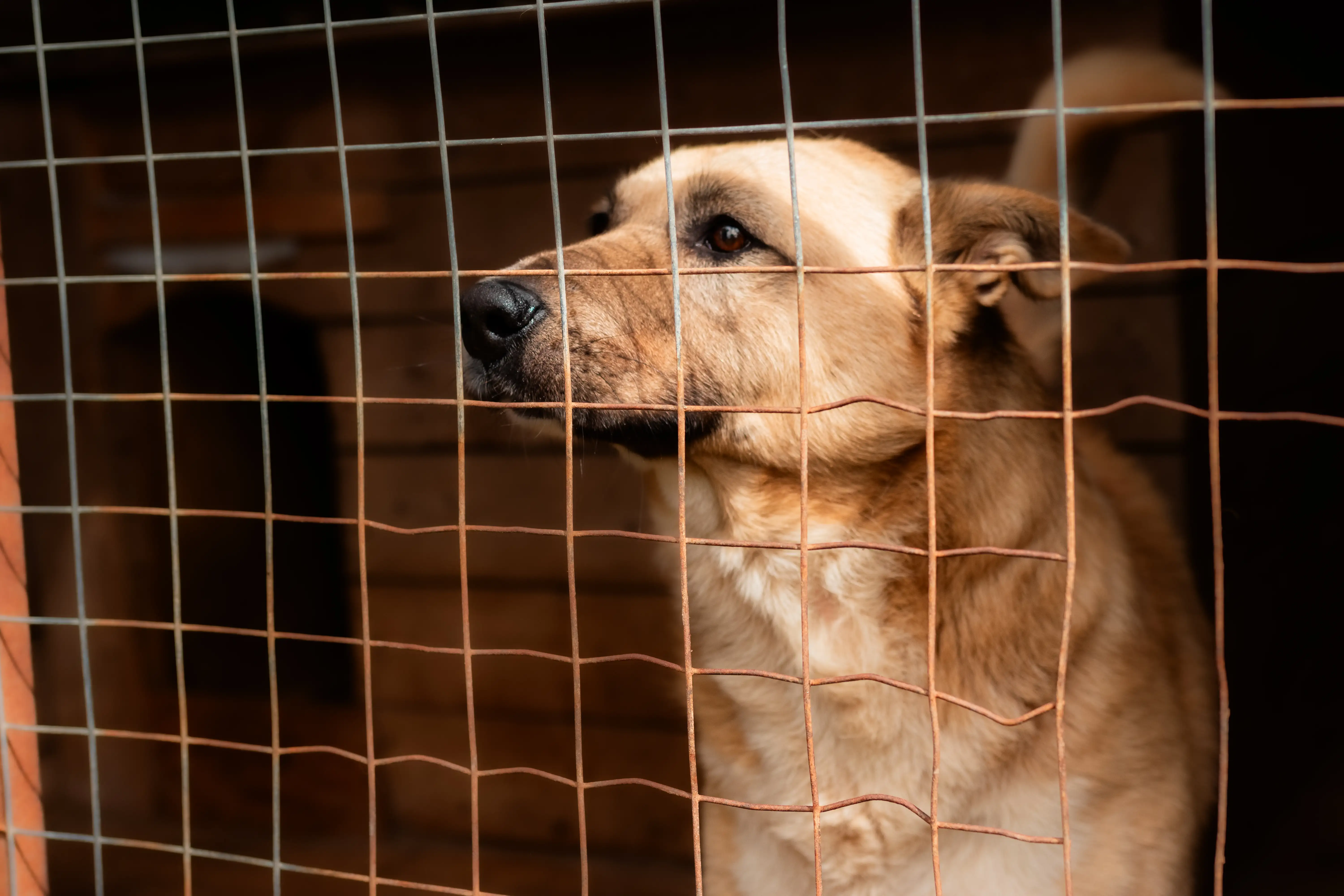 Собака Снежок - фото 4