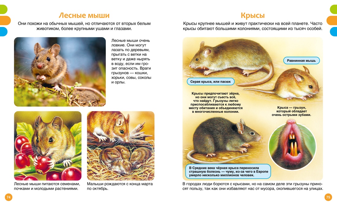 Книга Махаон ТПЭ. Дельфур Ж., Бомон Э. Животные-малютки - фото 8