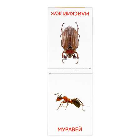 Обучающие карточки Буква-ленд Насекомые в соответствии с методикой Г.Домана