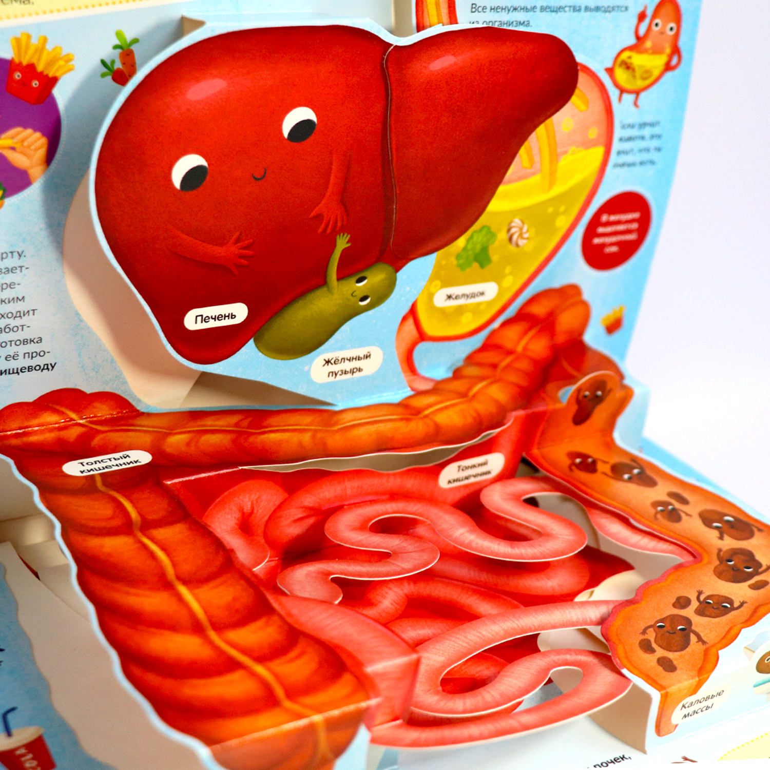 Книга Malamalama Анатомия человека с объемными картинками для детей - фото 7