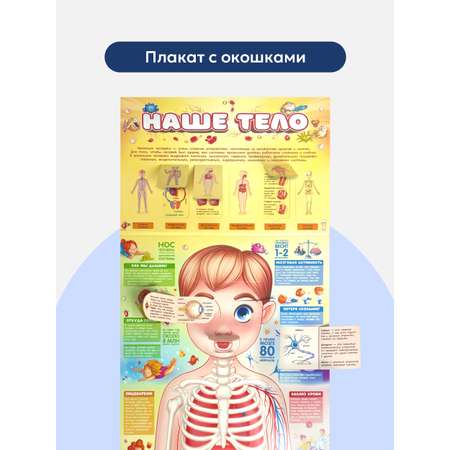 Плакат Malamalama с окошками Наше тело