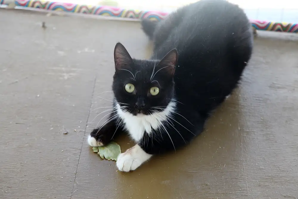 Кошка Молчунья - фото 4