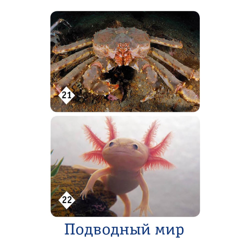 Настольная игра Нескучные игры Мемо - фото 13