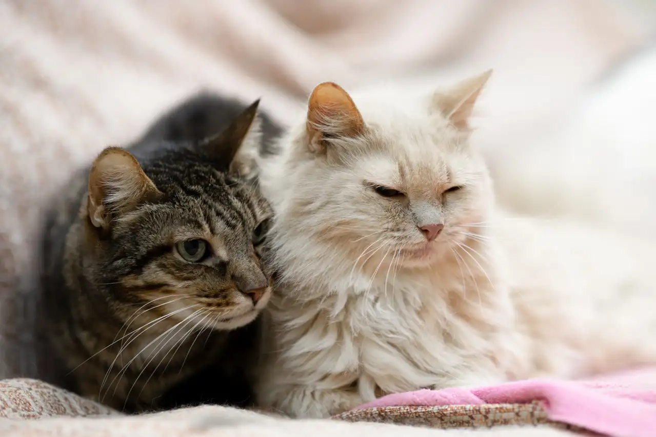 Кошка Ия - фото 3