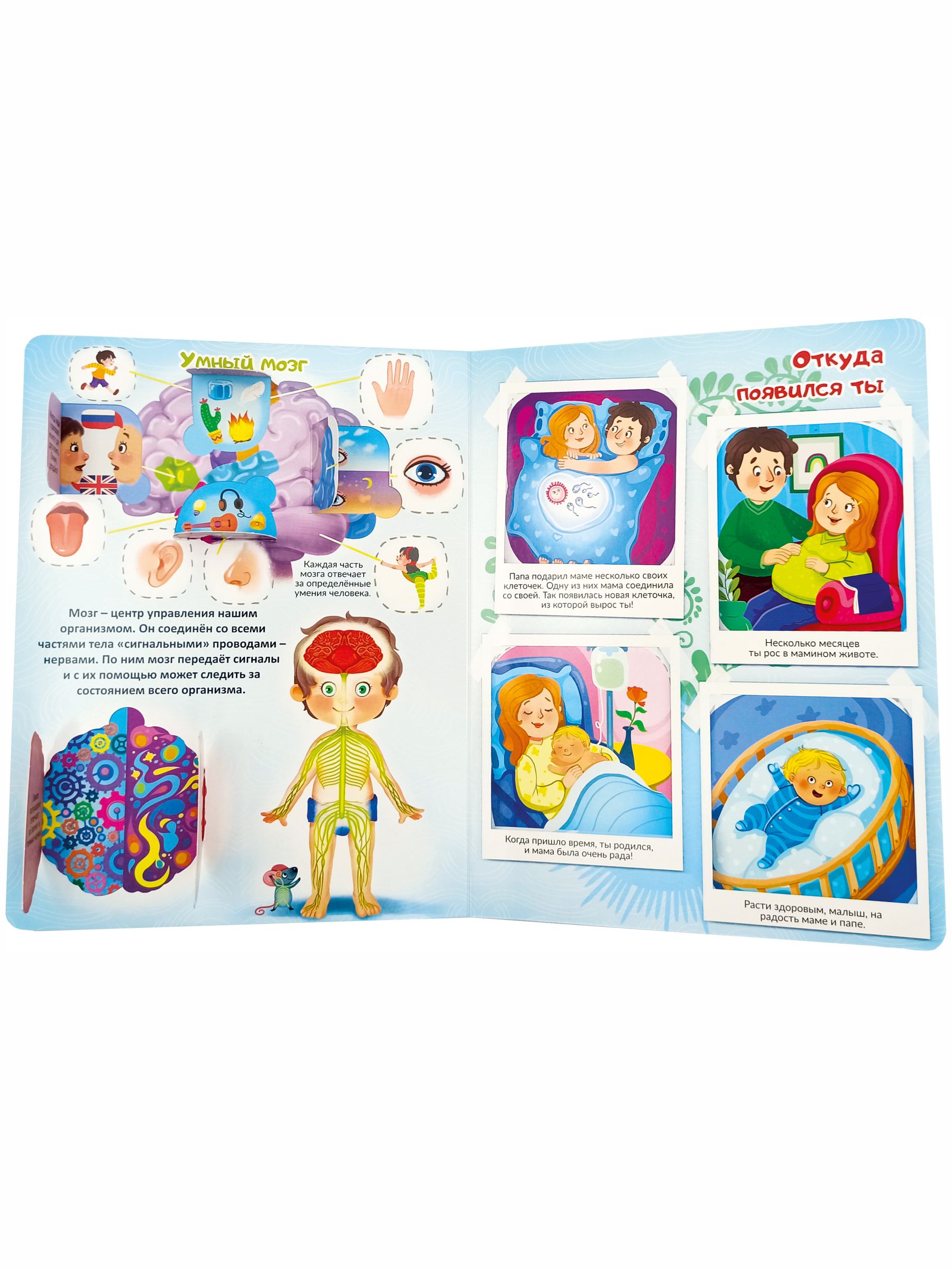 Книжка для малышей BimBiMon с окошками. Моя первая анатомия Виммельбух - фото 12