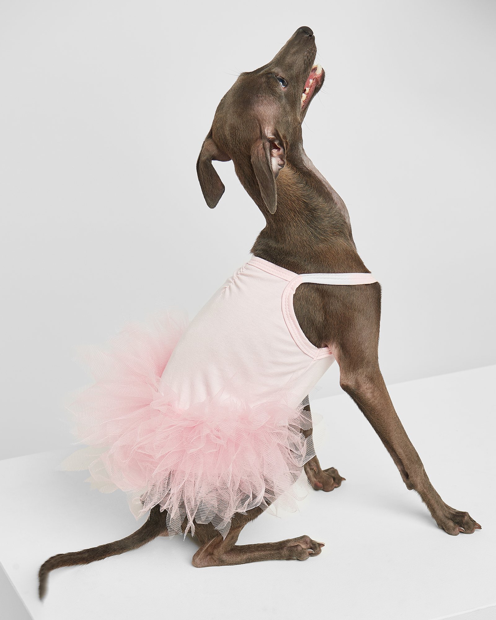 Платье для собак и кошек Зоозавр - фото 1