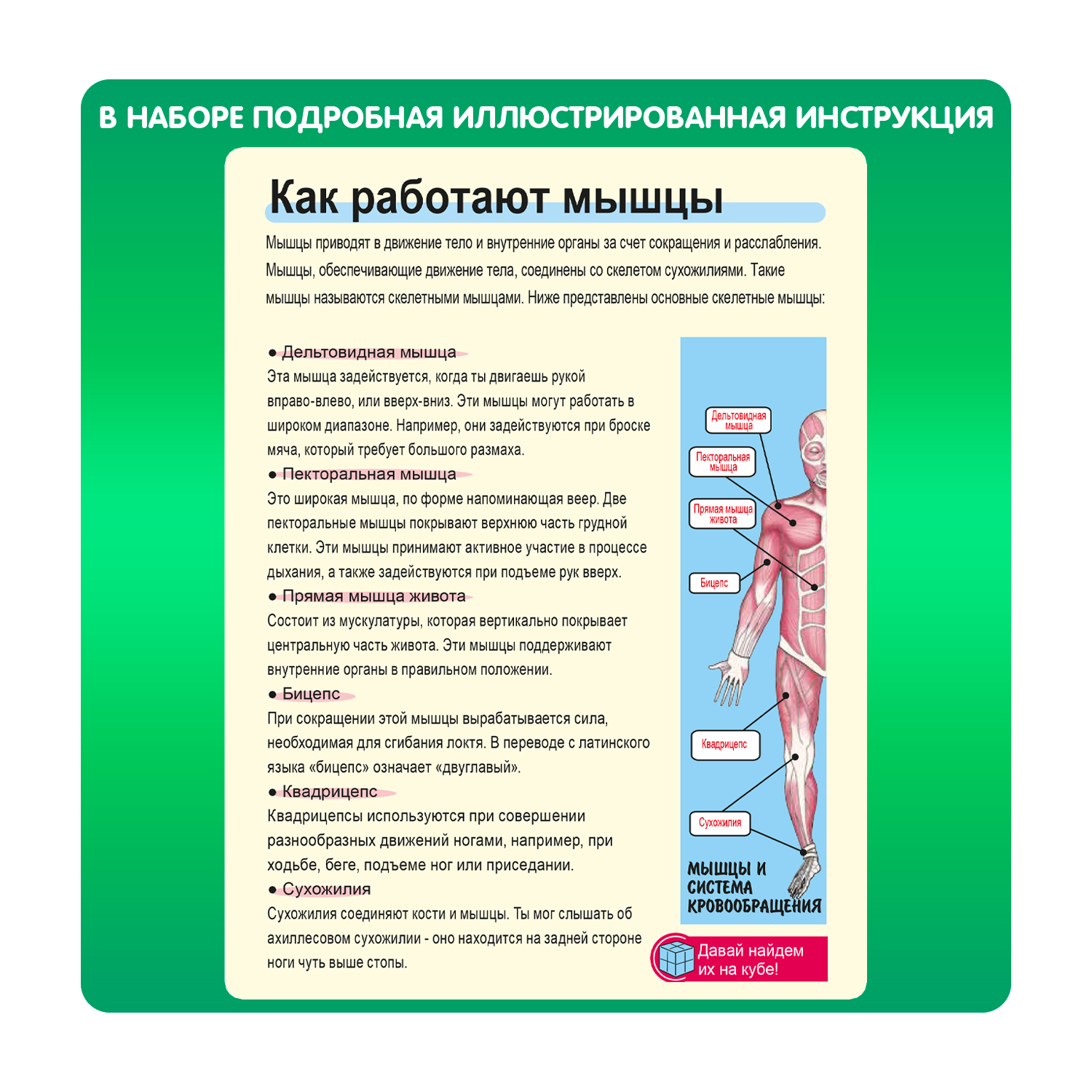Наглядное пособие Bondibon Науки с Буки - фото 6