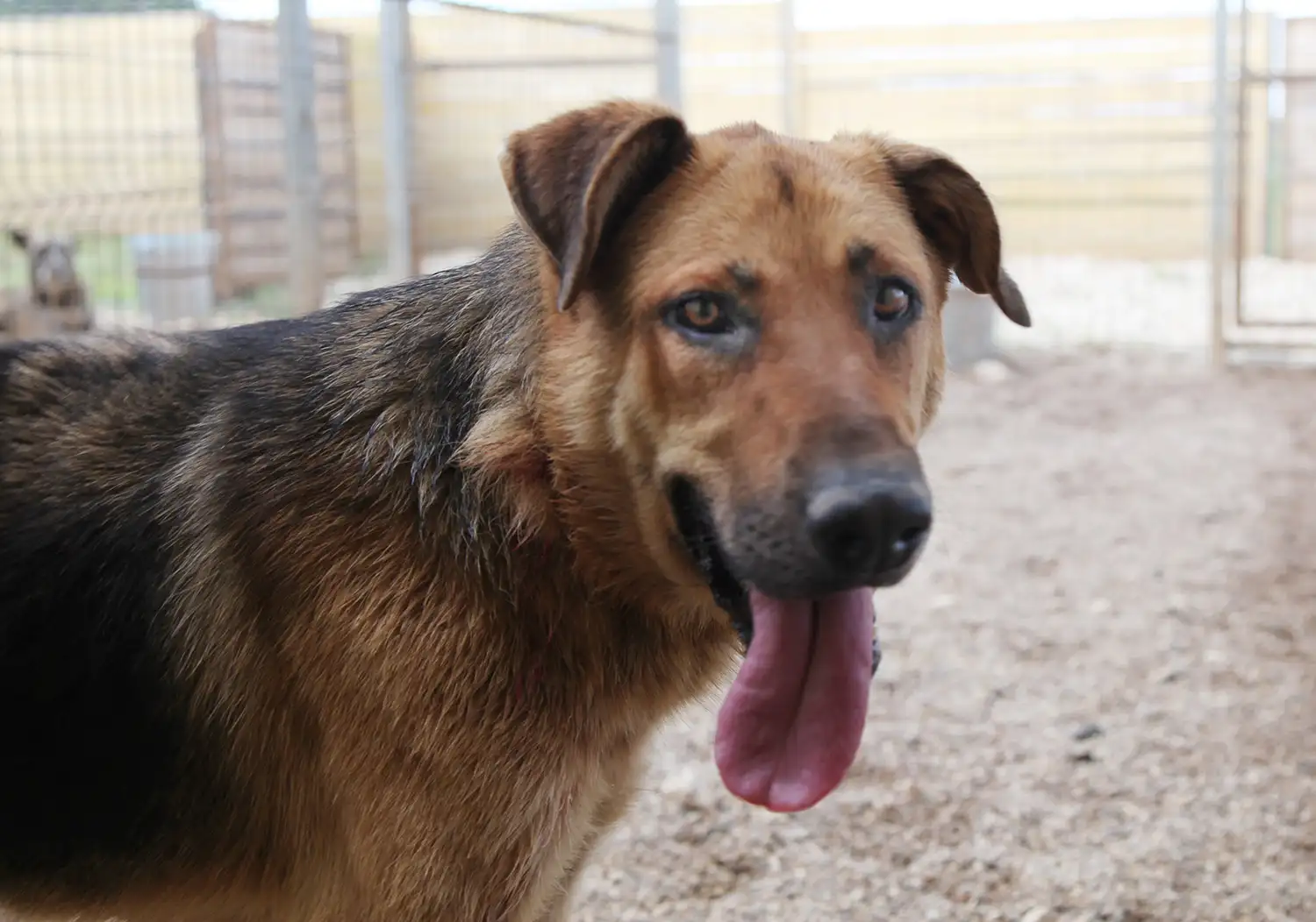 Собака Ягодка - фото 5