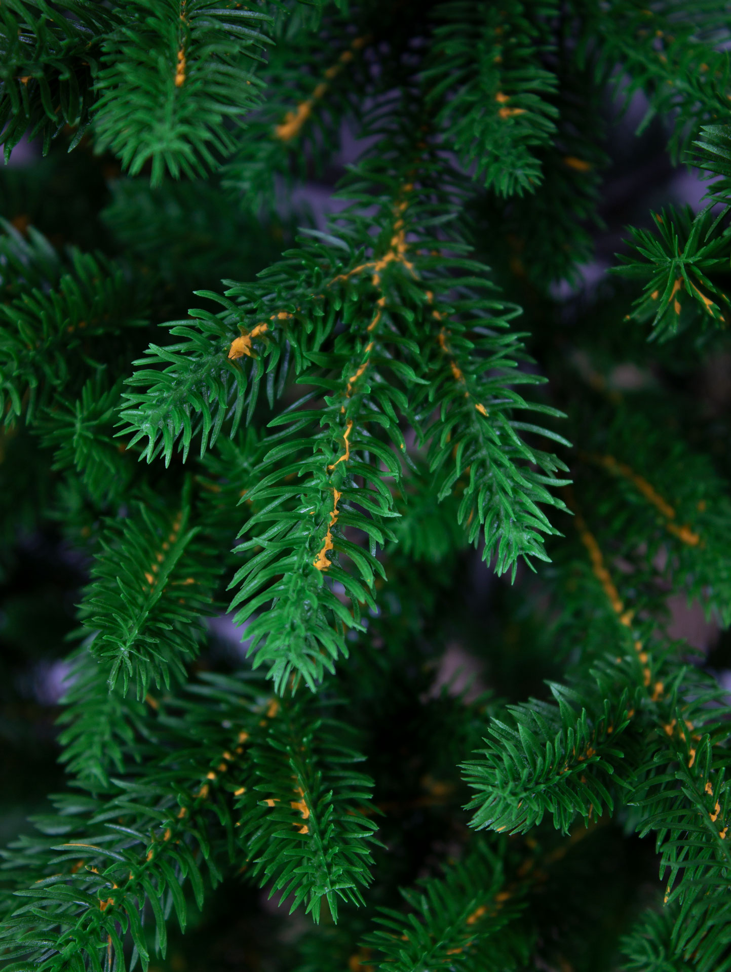 Ель Арфа Империя Ёлок 80 см - фото 8