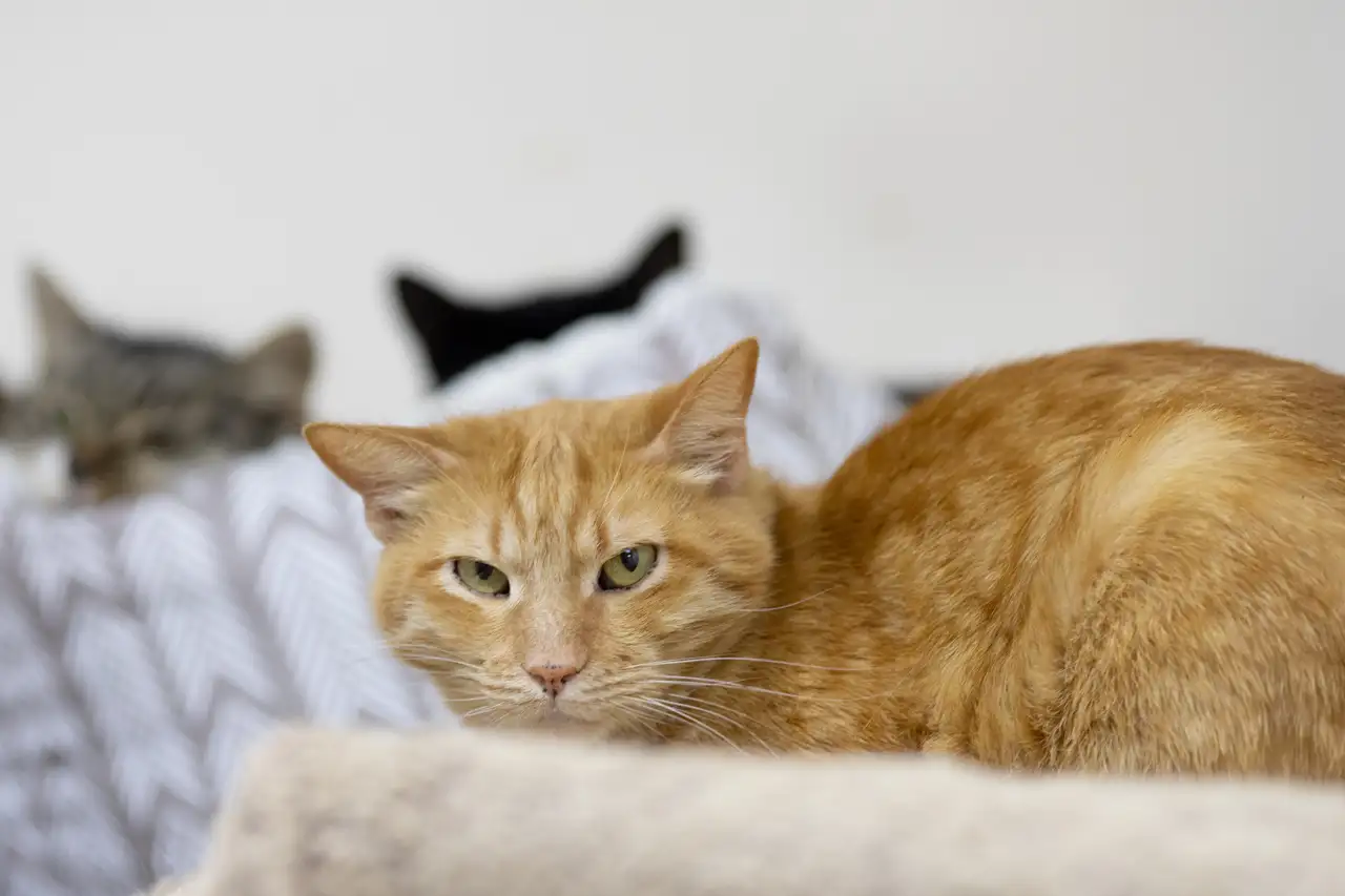 Кошка Подсолнух - фото 4