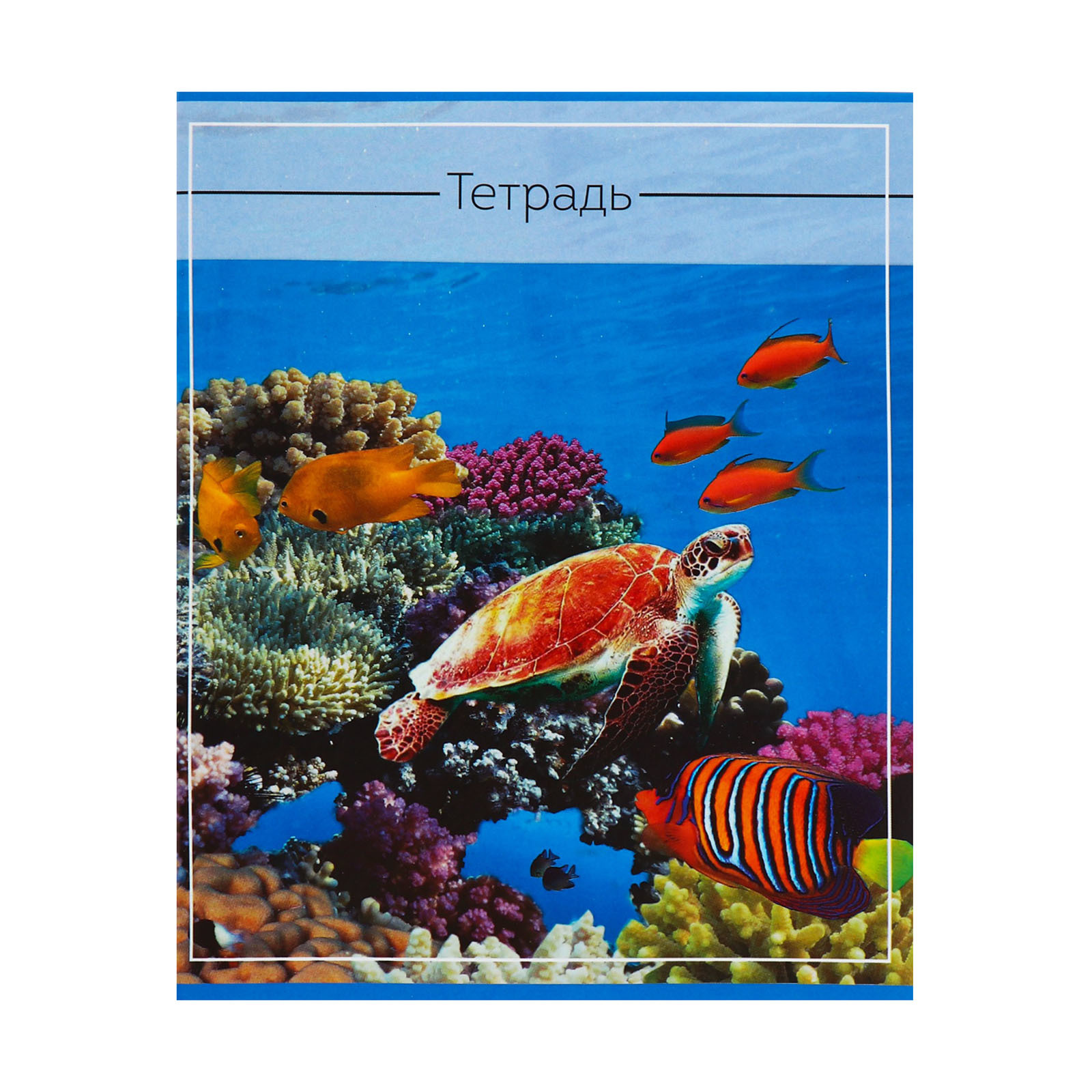 Тетрадь Calligrata клетка - фото 5