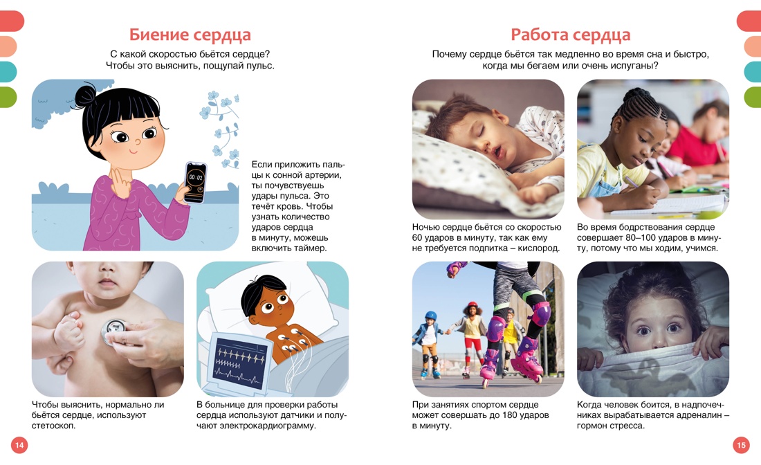 Книга Махаон Как устроено тело человека - фото 10