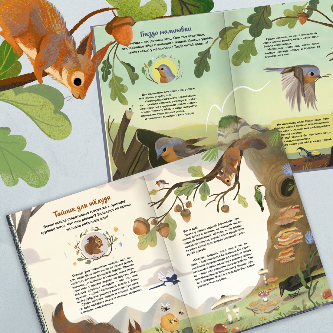 Книга Махаон Кто живёт в лесу Иллюстрированный атлас животных - фото 4