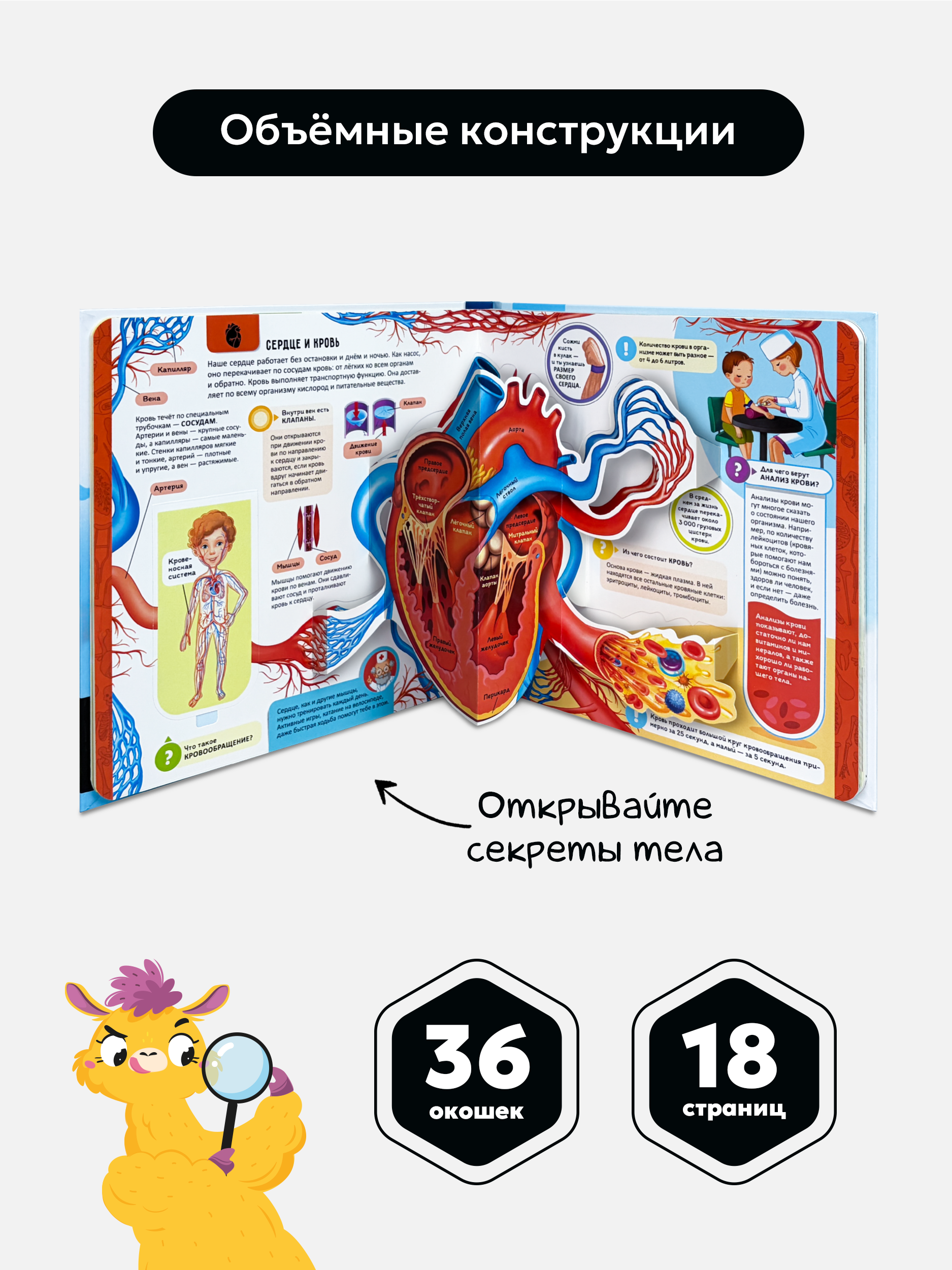 Книга Анатомия Как устроен человек? Malamalama Интерактивная Энциклопедия для детей с объемными картинками 3Д - фото 6